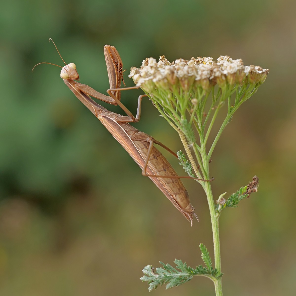 Nazwa:  52629511038_1c63d055ee_o.jpg
Wyświetleń: 89
Rozmiar:  170,5 KB