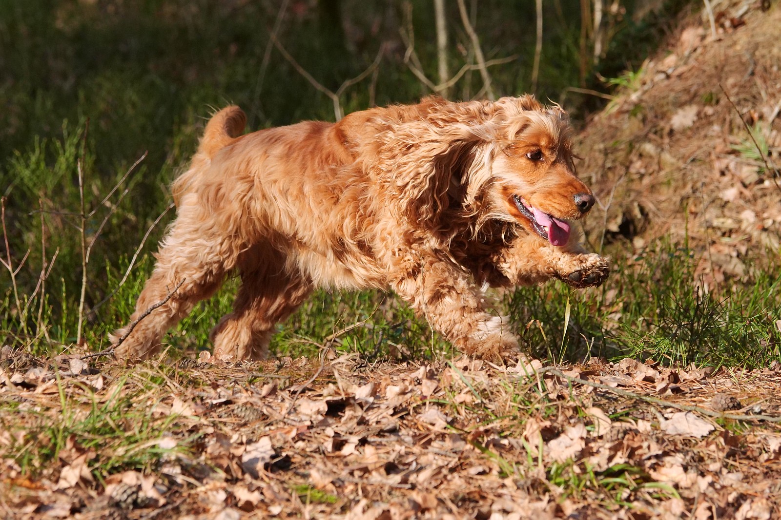 Nazwa:  Figa304707d.jpg
Wyświetleń: 157
Rozmiar:  547,1 KB