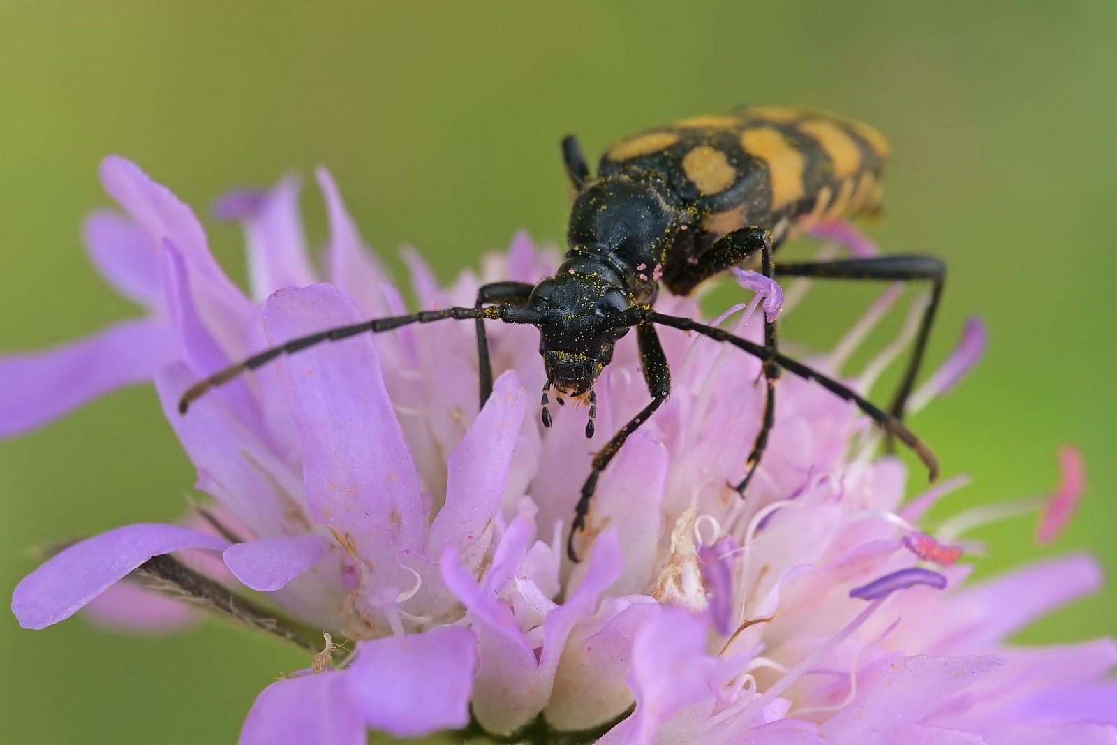 Nazwa:  52650907544_2b15619875_o.jpg
Wyświetleń: 121
Rozmiar:  190,5 KB