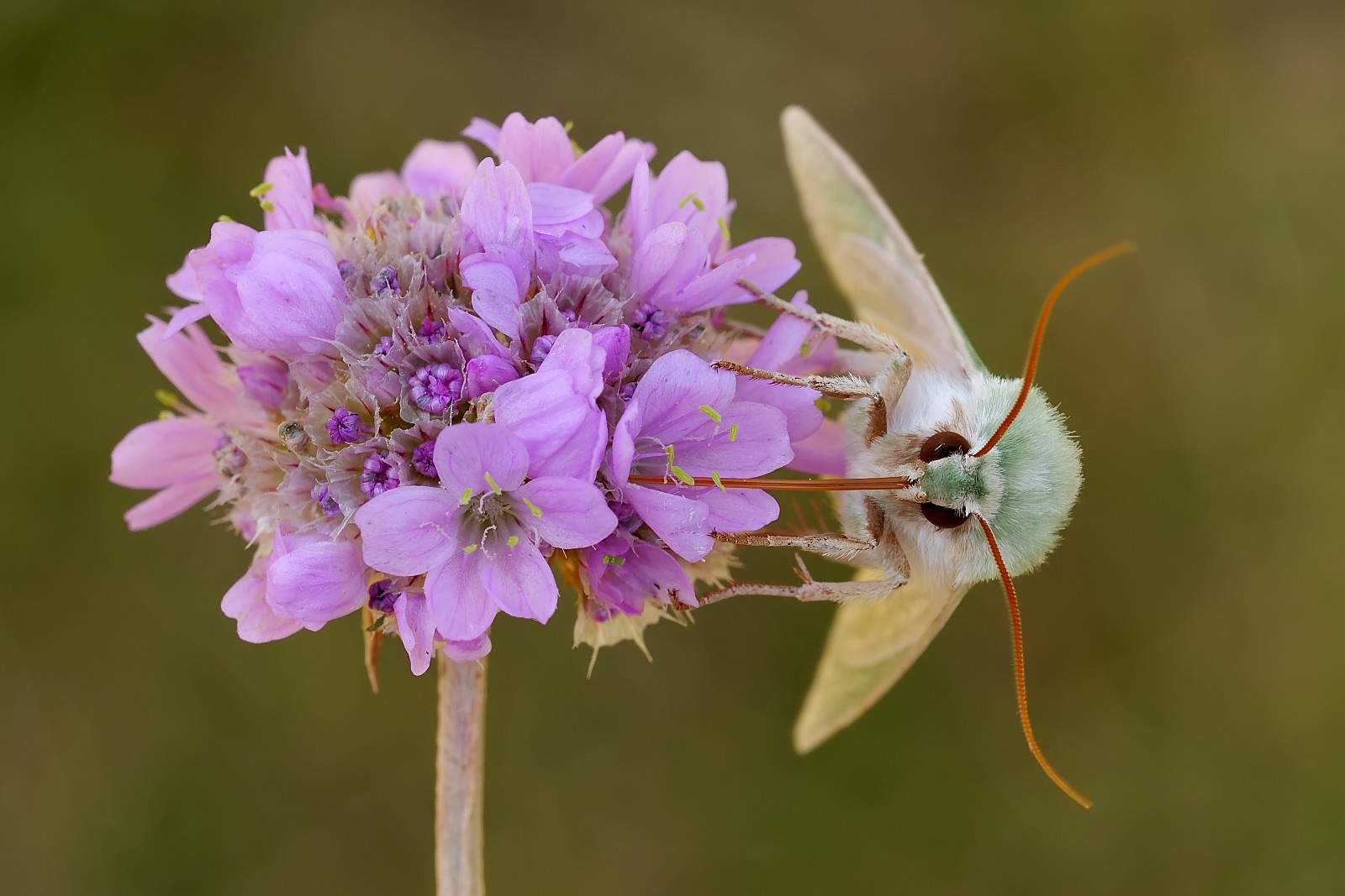 Nazwa:  52652542651_d8aa7337c0_o.jpg
Wyświetleń: 120
Rozmiar:  206,7 KB