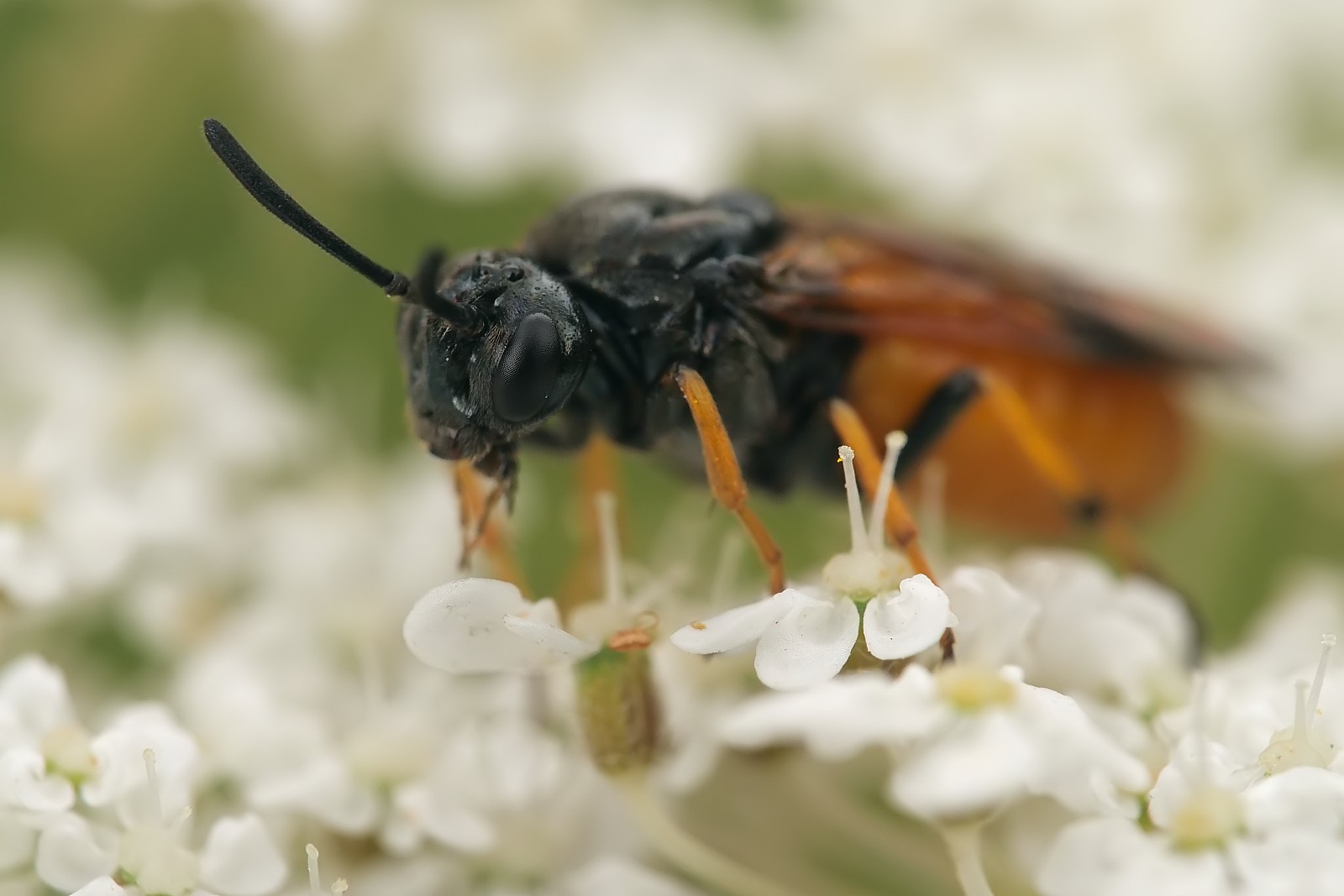 Nazwa:  52655271340_a7b944f72e_o.jpg
Wyświetleń: 126
Rozmiar:  146,6 KB