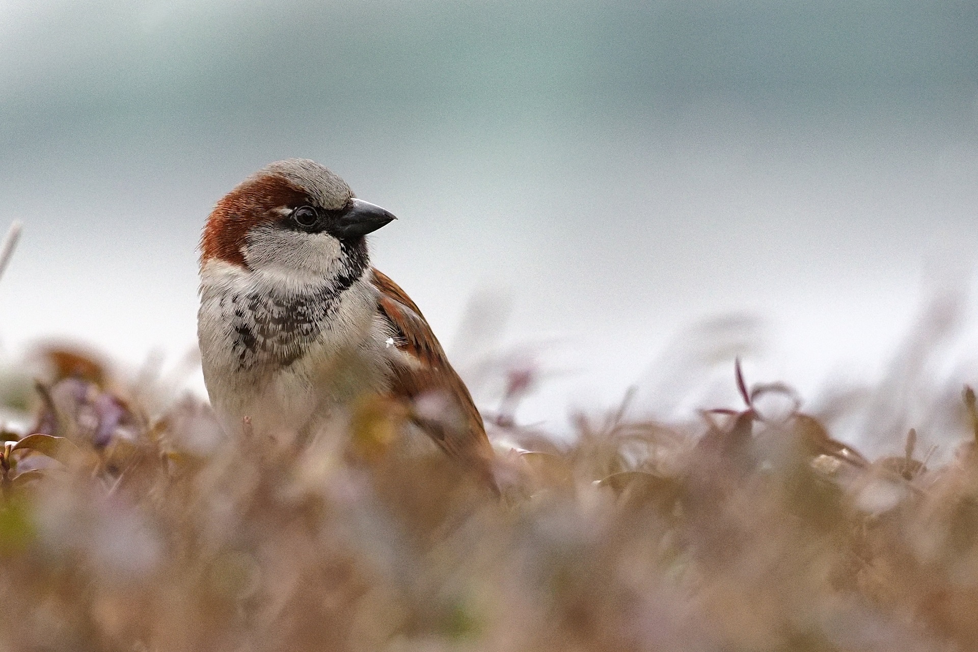 Nazwa:  wrobel.jpg
Wyświetleń: 127
Rozmiar:  807,3 KB