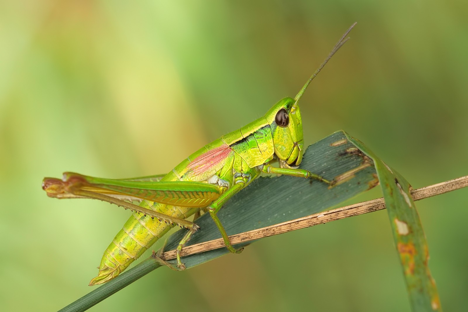 Nazwa:  52675479395_89c34f2321_o.jpg
Wyświetleń: 197
Rozmiar:  187,9 KB