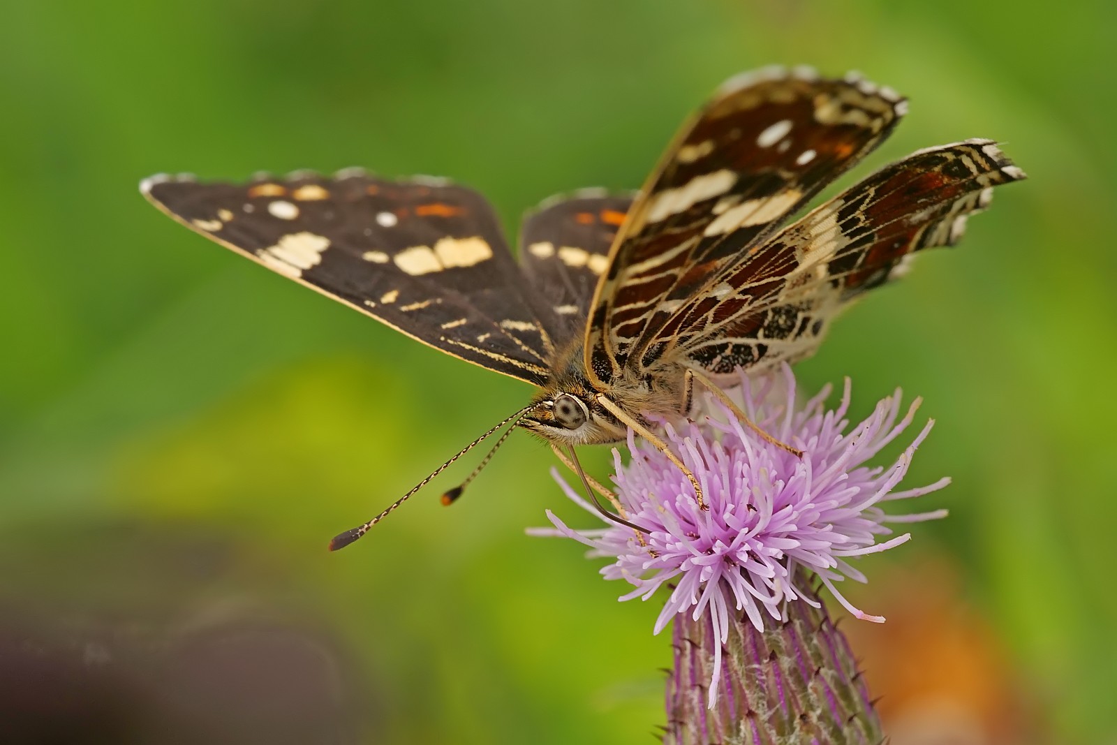 Nazwa:  52693196234_4e7163fbee_o.jpg
Wyświetleń: 159
Rozmiar:  203,7 KB