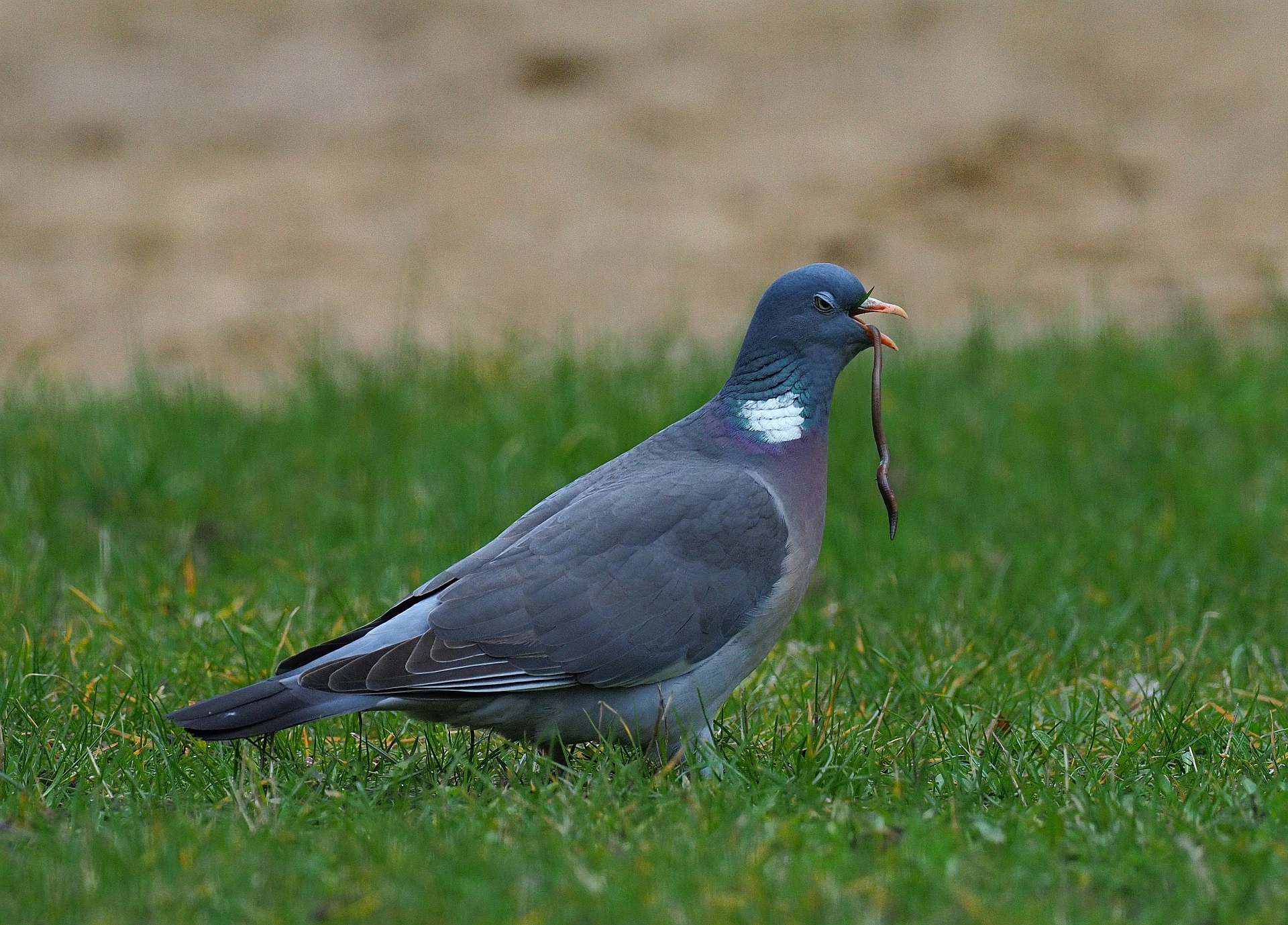 Nazwa:  P32601002FHD.jpg
Wyświetleń: 118
Rozmiar:  1,50 MB