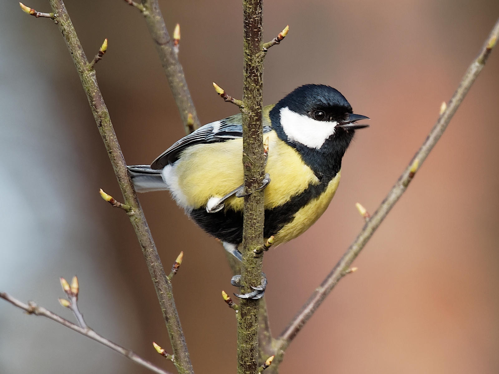 Nazwa:  sikora bogatka (3).jpg
Wyświetleń: 401
Rozmiar:  1,21 MB