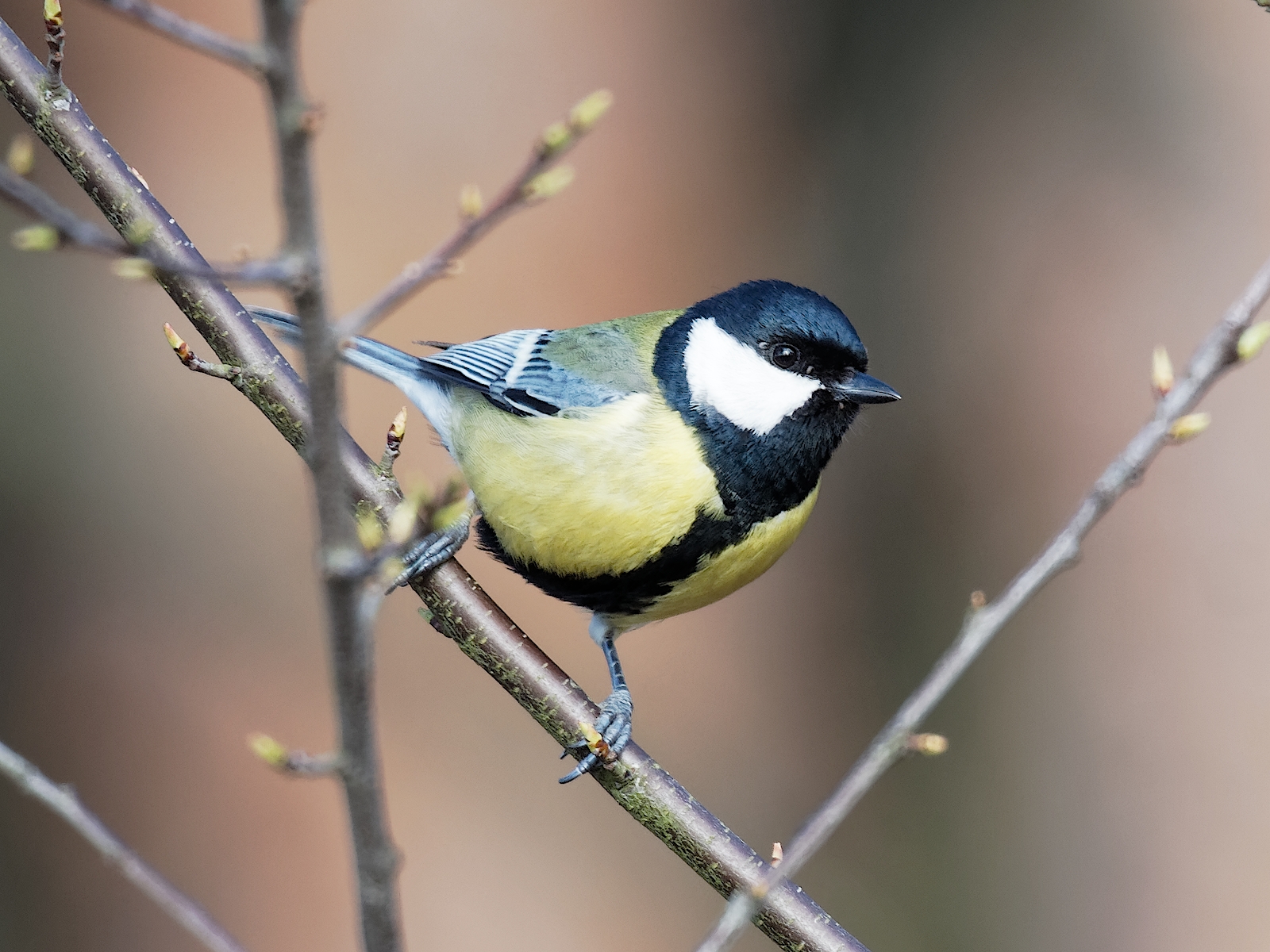 Nazwa:  sikora bogatka.jpg
Wyświetleń: 394
Rozmiar:  1,14 MB