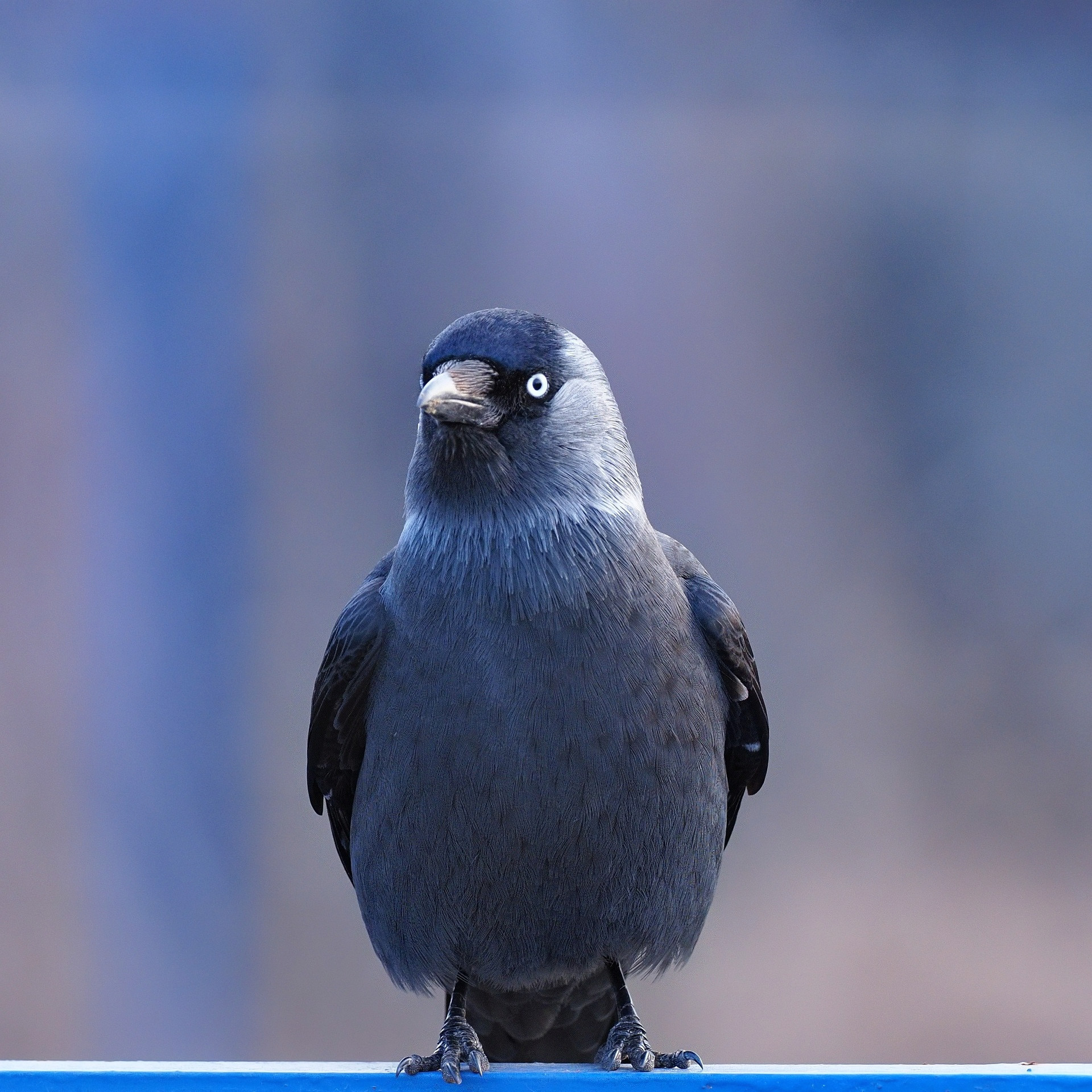 Nazwa:  P40400052 (2)_nr.jpg
Wyświetleń: 299
Rozmiar:  865,2 KB