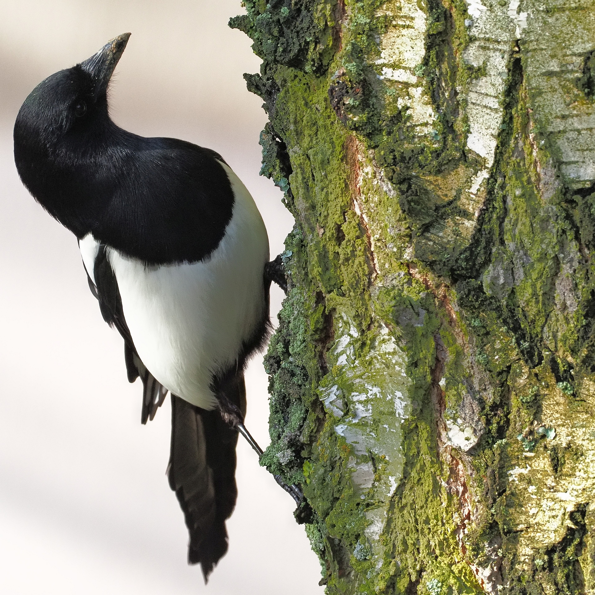 Nazwa:  sroka_dzieciol.jpg
Wyświetleń: 252
Rozmiar:  2,15 MB