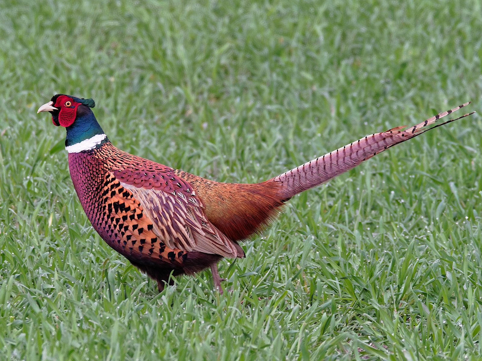 Nazwa:  bażant.jpg
Wyświetleń: 377
Rozmiar:  1,64 MB