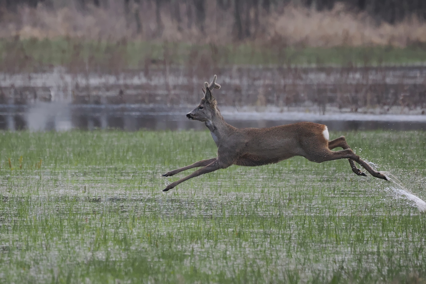 Nazwa:  P4070057_1_dt.jpg
Wyświetleń: 111
Rozmiar:  504,4 KB