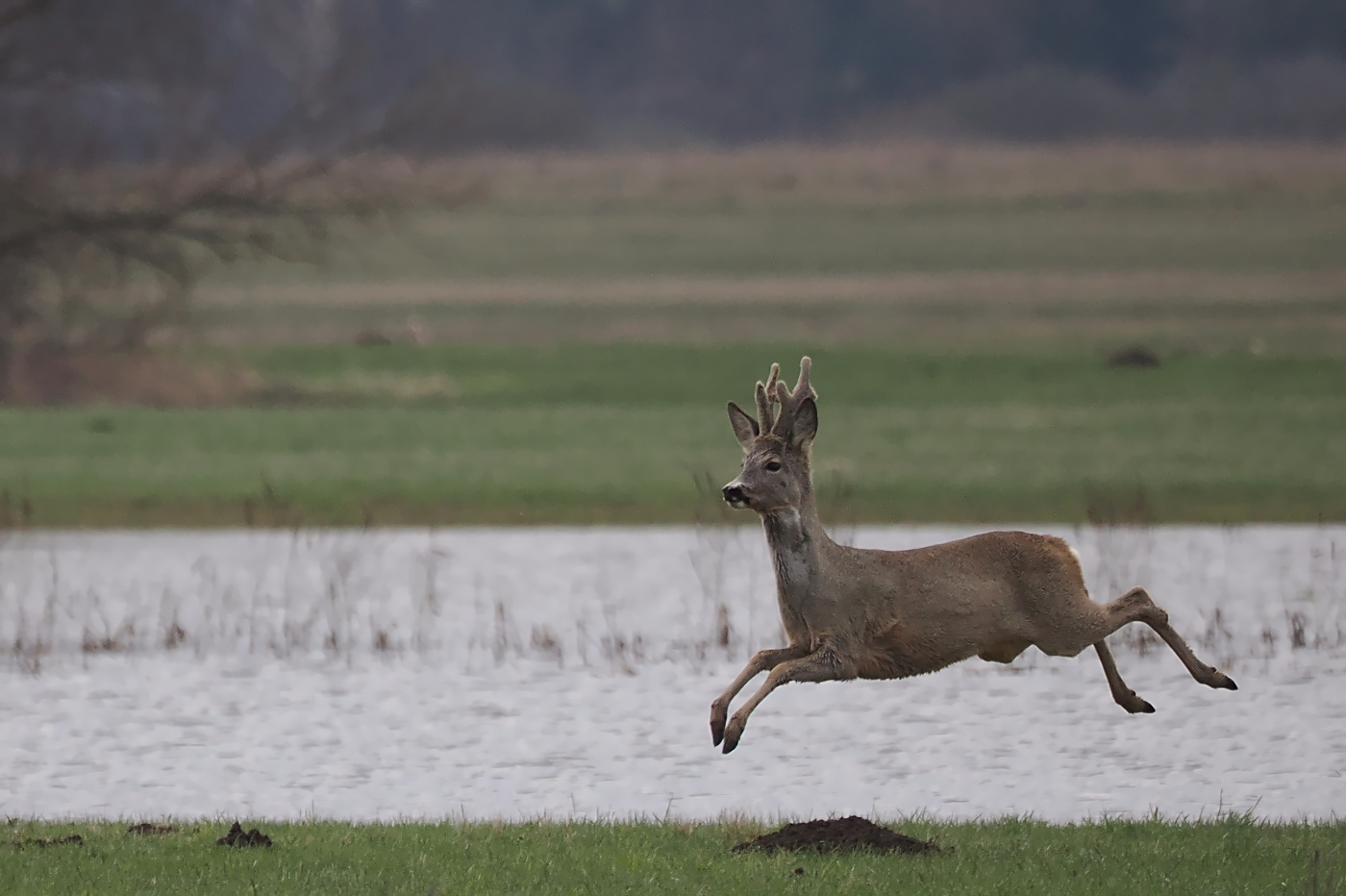 Nazwa:  P4070024_1_dtt.jpg
Wyświetleń: 107
Rozmiar:  306,2 KB