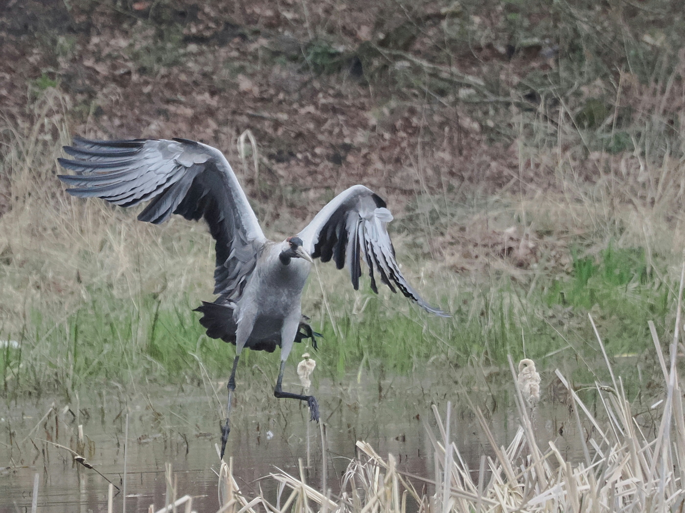 Nazwa:  P4150461_1 (2).jpg
Wyświetleń: 250
Rozmiar:  820,0 KB