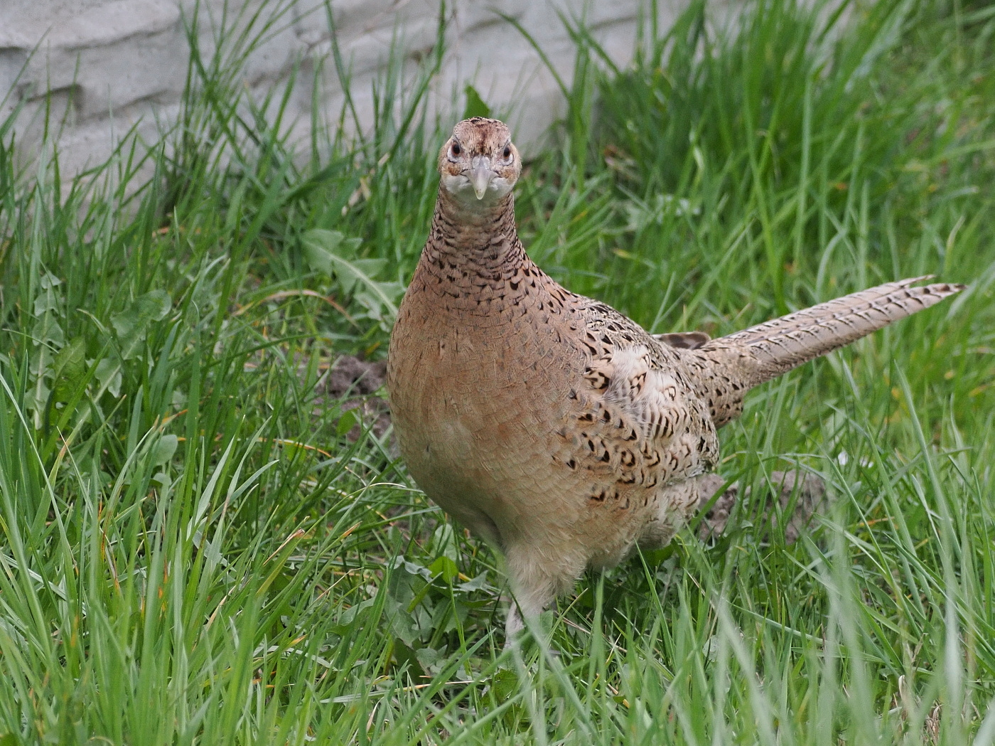 Nazwa:  P4150400_1 (2).jpg
Wyświetleń: 255
Rozmiar:  956,3 KB