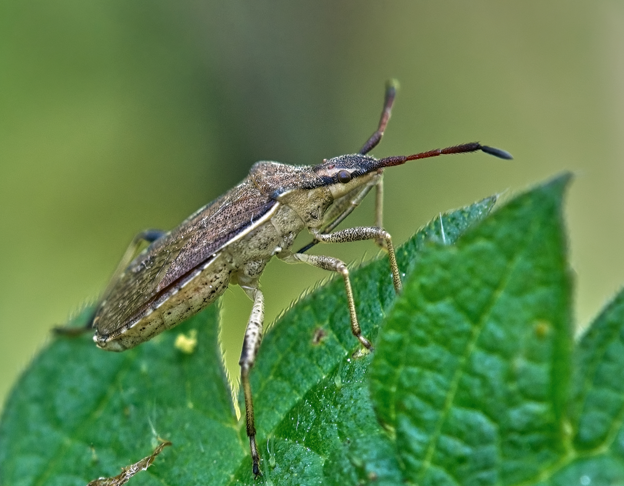 Nazwa:  _2225270 2.jpg
Wyświetleń: 182
Rozmiar:  975,5 KB