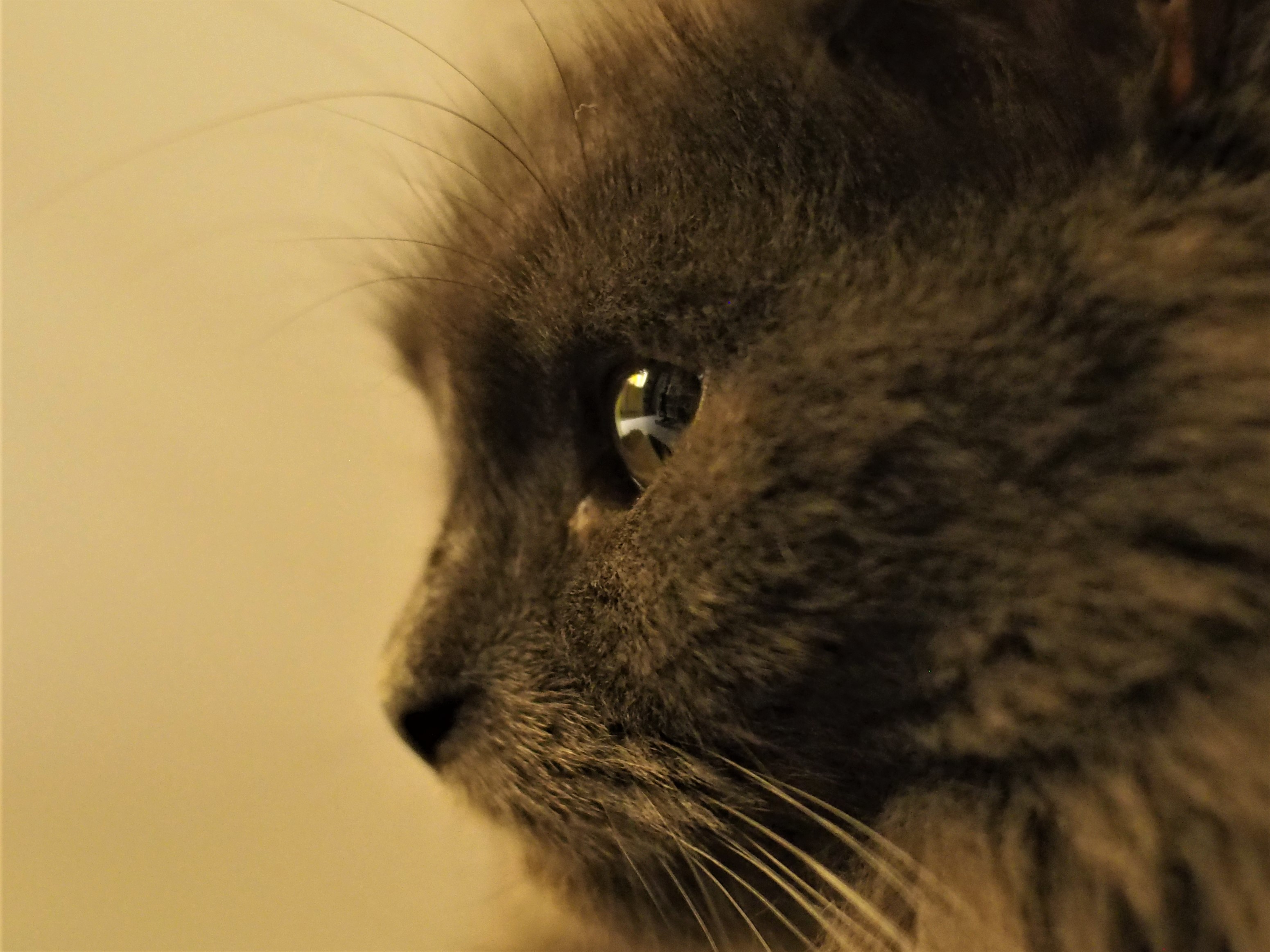 Nazwa:  luna.jpg
Wyświetleń: 199
Rozmiar:  1,02 MB