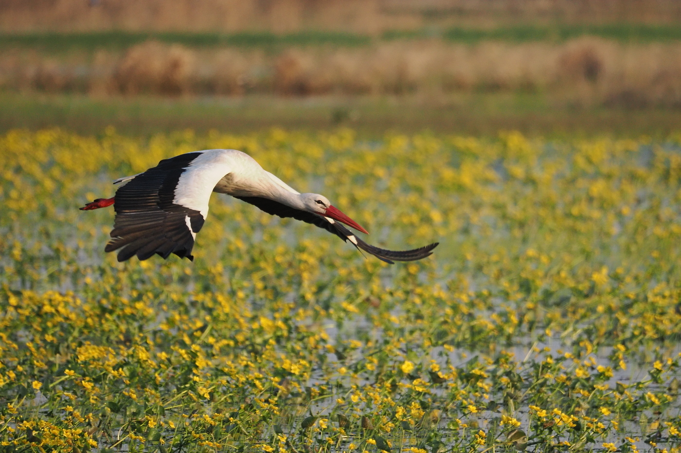 Nazwa:  P4200107_1 (2).jpg
Wyświetleń: 154
Rozmiar:  708,7 KB