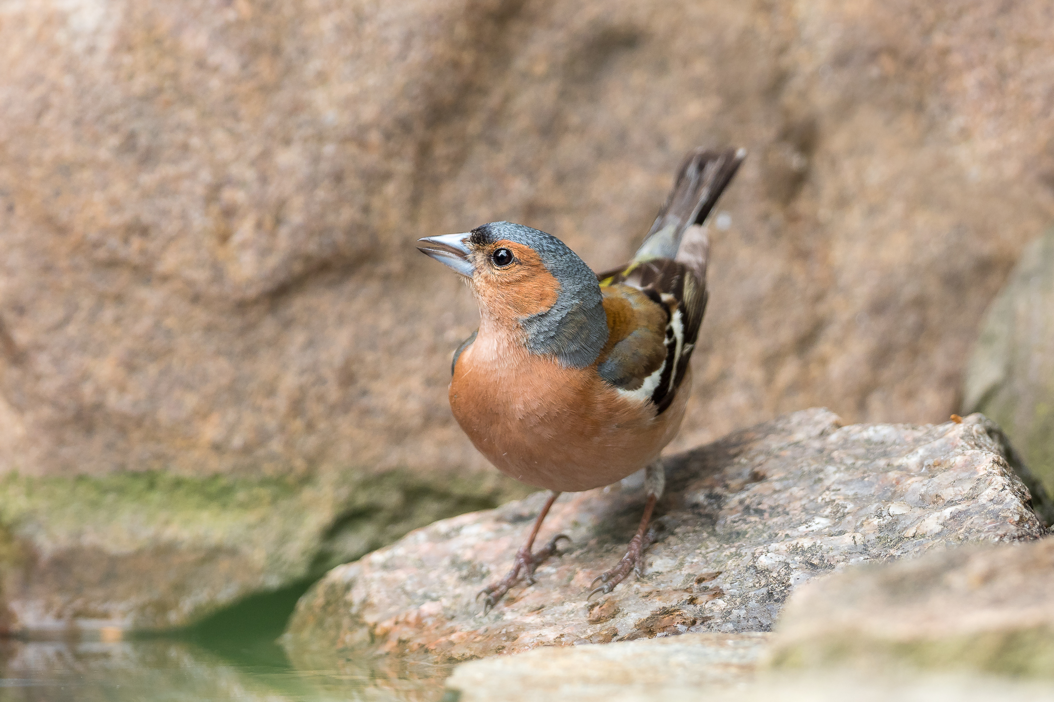 Nazwa:  P4220023.jpg
Wyświetleń: 141
Rozmiar:  1,84 MB