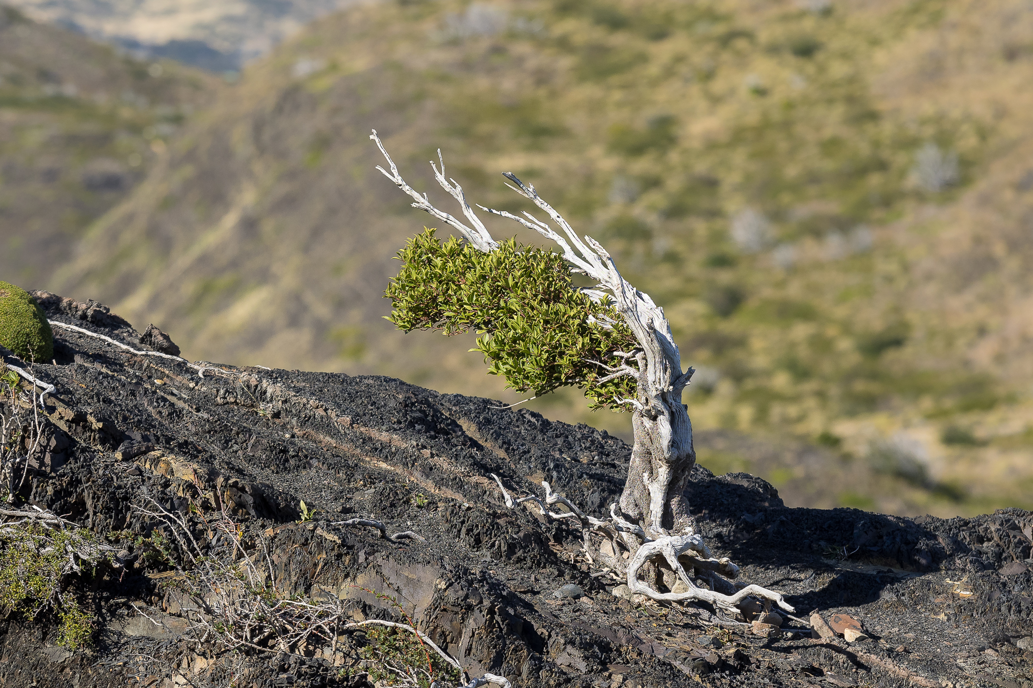 Nazwa:  P3250351.jpg
Wyświetleń: 254
Rozmiar:  2,78 MB