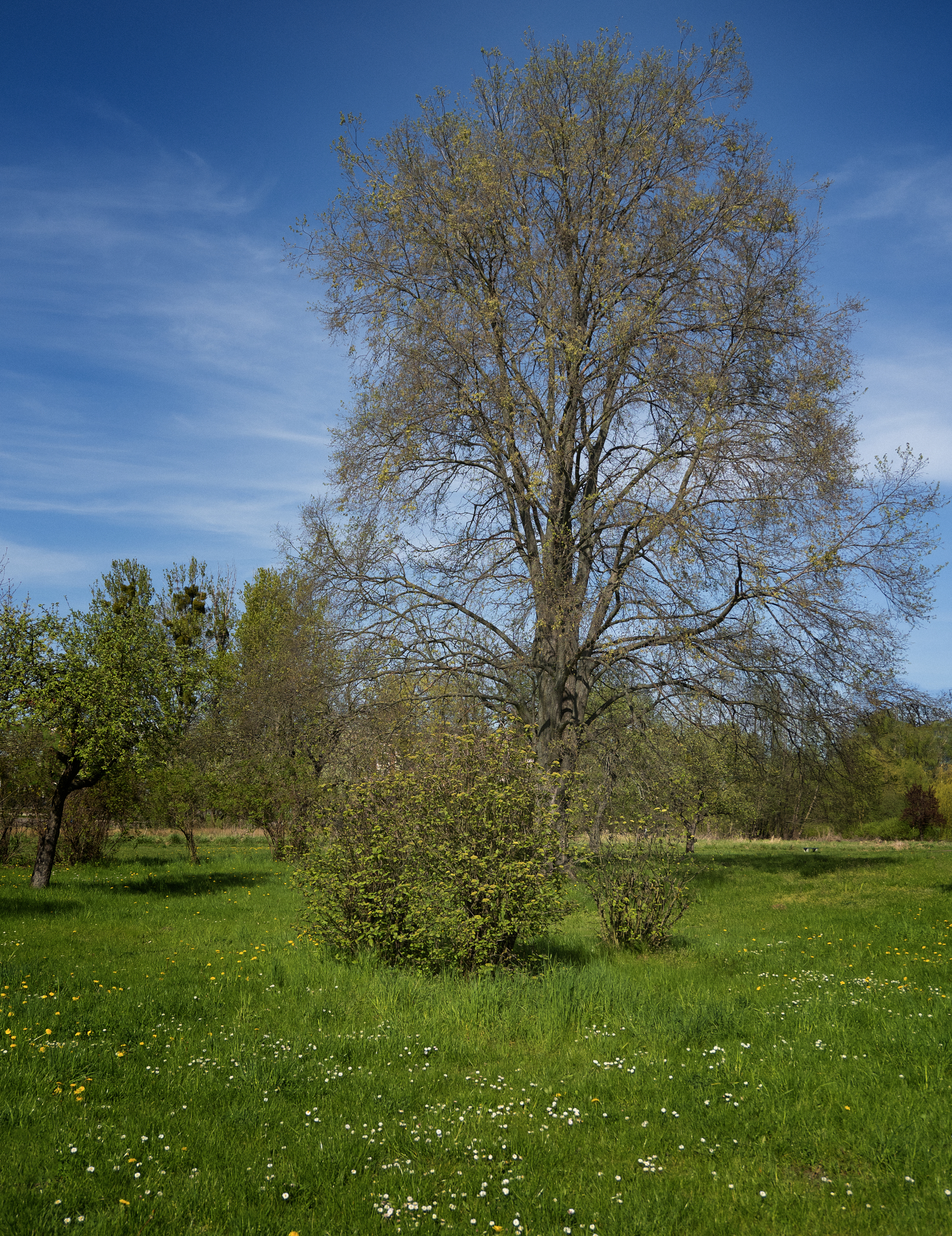 Nazwa:  P5010910_2000px.jpg
Wyświetleń: 273
Rozmiar:  4,54 MB