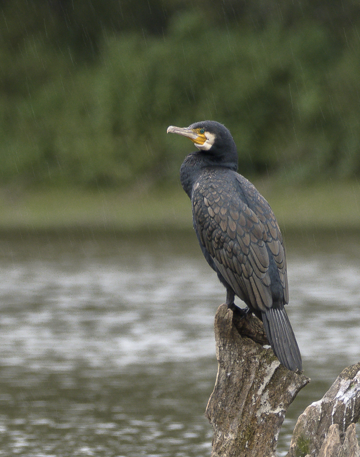 Nazwa:  _NJ53070.jpg
Wyświetleń: 211
Rozmiar:  1,46 MB