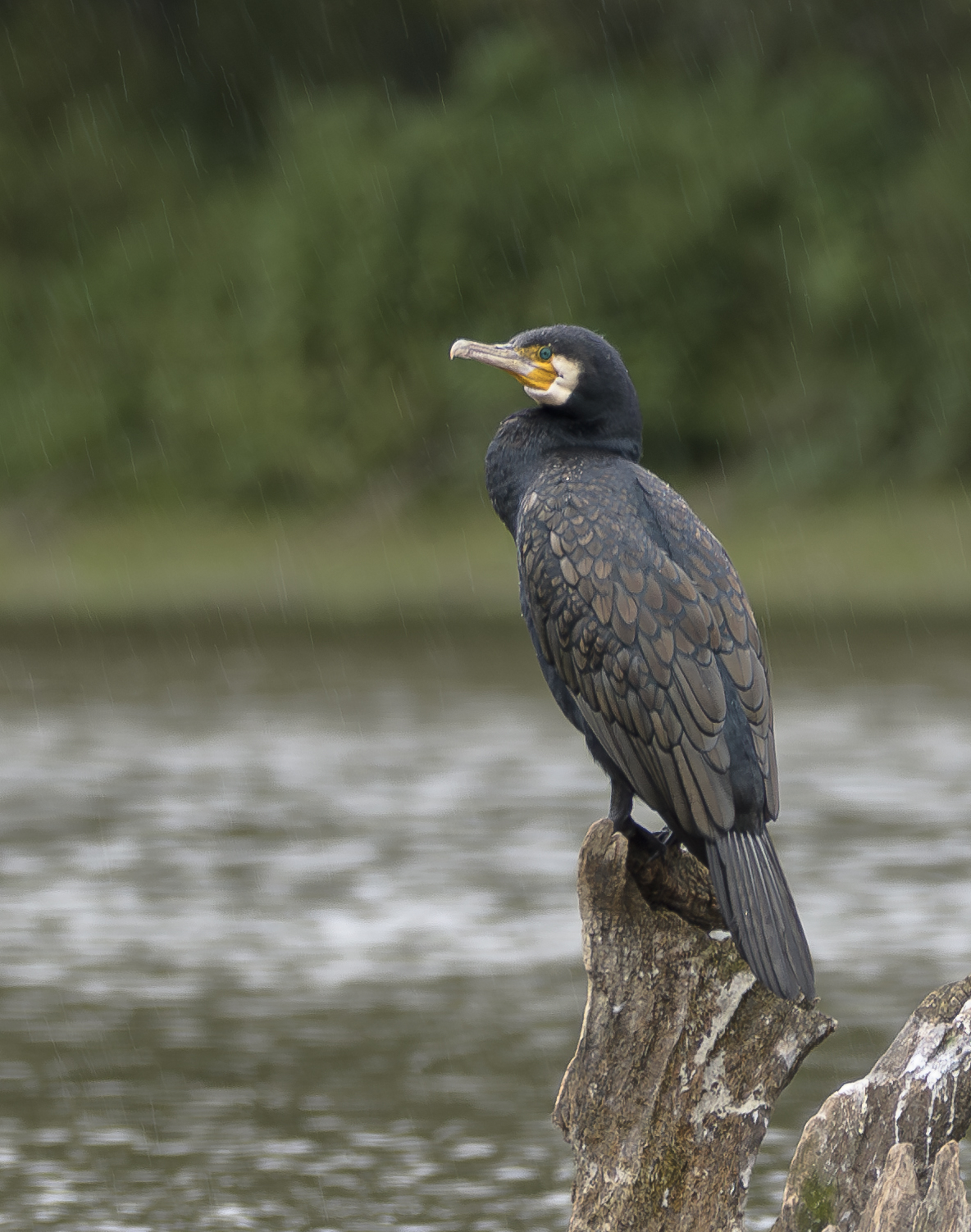 Nazwa:  _NJ53070-Poprawione-Szum-2.jpg
Wyświetleń: 208
Rozmiar:  943,0 KB