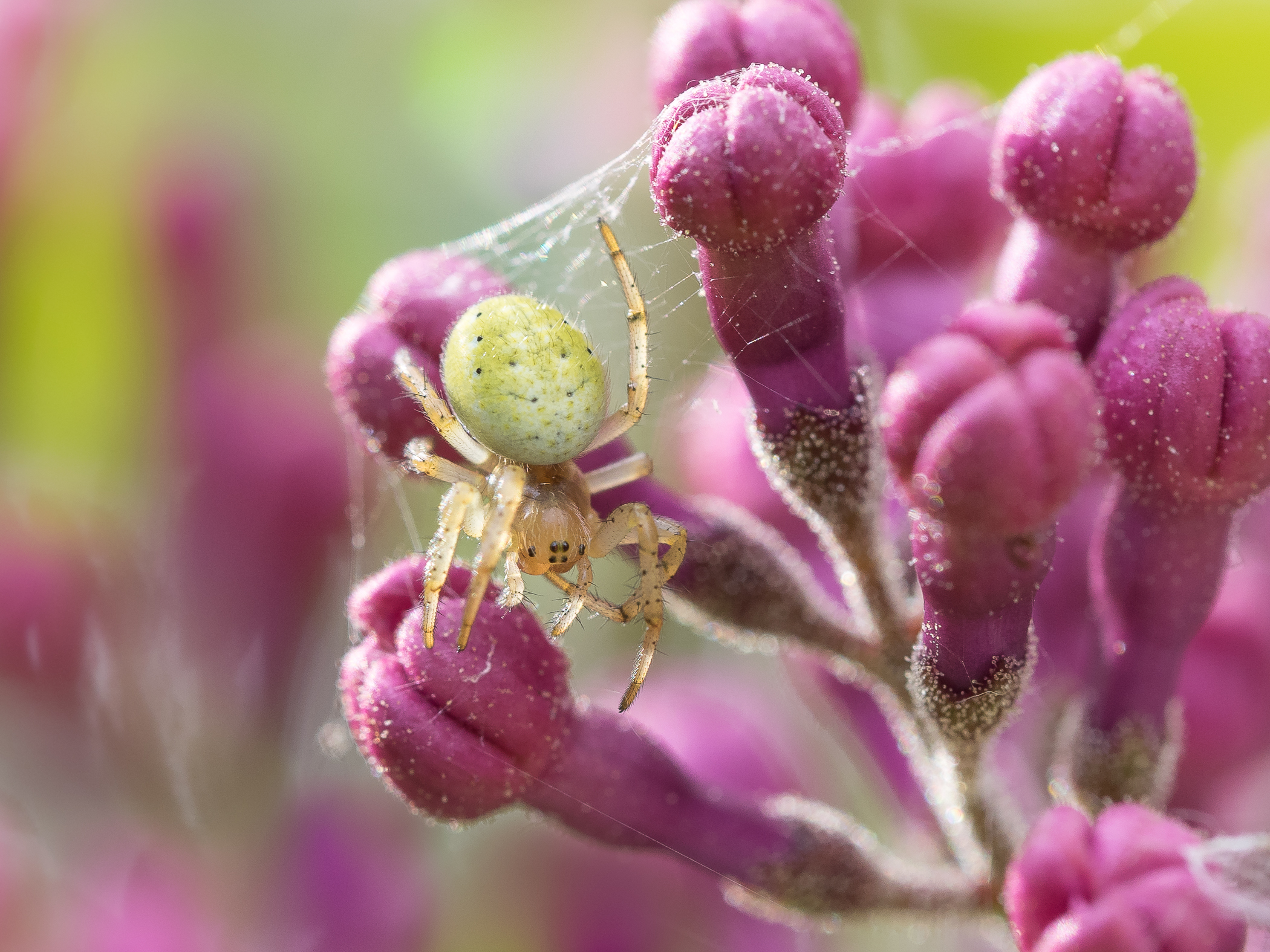 Nazwa:  P5040018.jpg
Wyświetleń: 213
Rozmiar:  2,07 MB