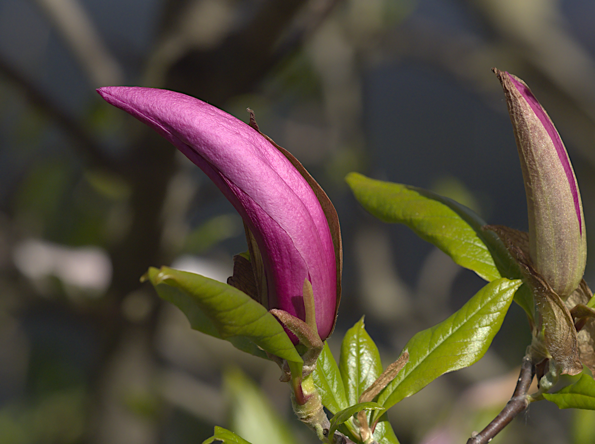 Nazwa:  P5050282.jpg
Wyświetleń: 153
Rozmiar:  2,07 MB