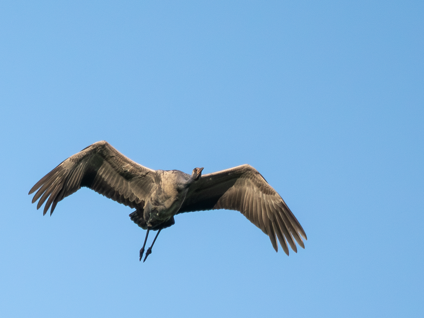 Nazwa:  P4280263-Poprawione-Szum_20230428_2.jpg
Wyświetleń: 232
Rozmiar:  997,7 KB