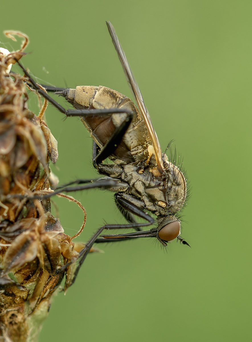 Nazwa:  _DSC5150-Poprawione-Szum-3.jpg
Wyświetleń: 90
Rozmiar:  601,8 KB