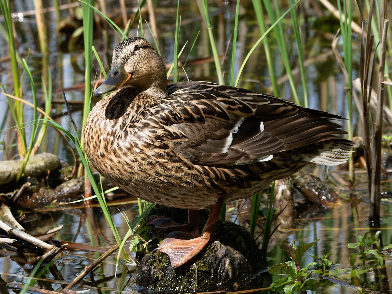 Nazwa:  P5140581-ORF_DxO_PRIME_DXO_hf.jpg
Wyświetleń: 195
Rozmiar:  1,64 MB