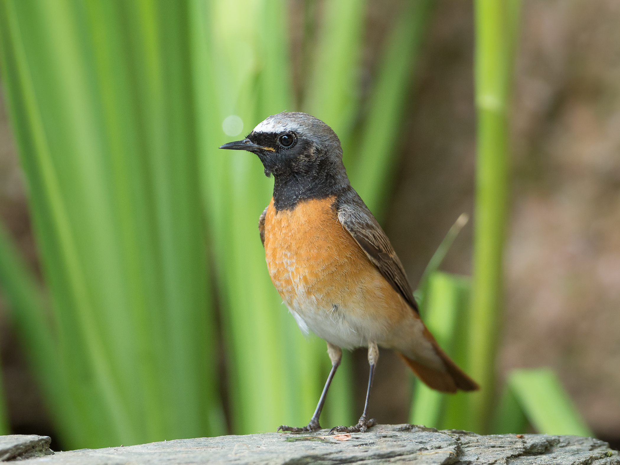 Nazwa:  P5140045.jpg
Wyświetleń: 176
Rozmiar:  1,91 MB