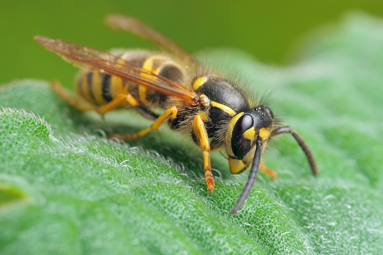 Nazwa:  52820091703_e12f29aa65_o.jpg
Wyświetleń: 111
Rozmiar:  276,9 KB