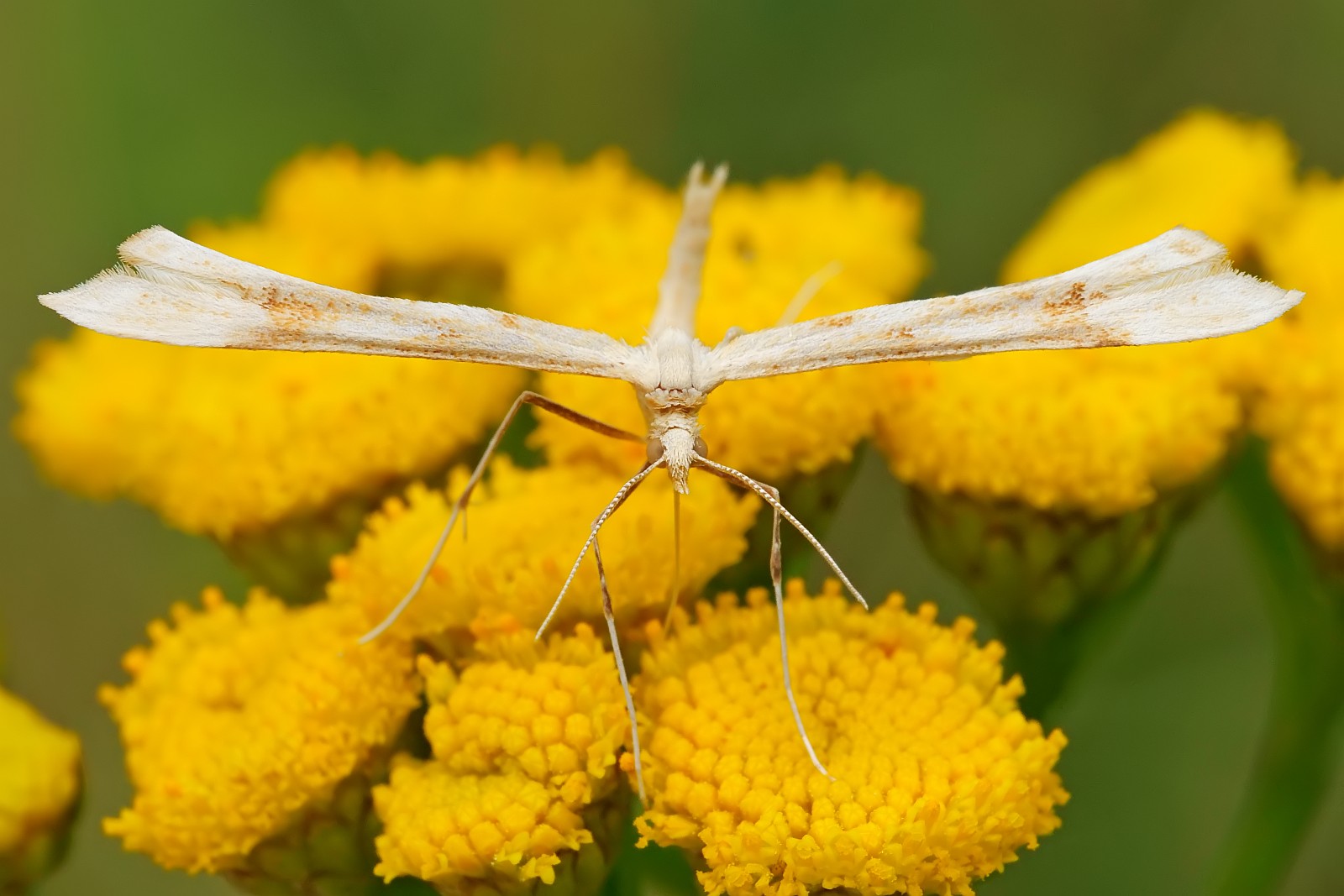 Nazwa:  52821839028_a913a8abda_o.jpg
Wyświetleń: 166
Rozmiar:  201,3 KB