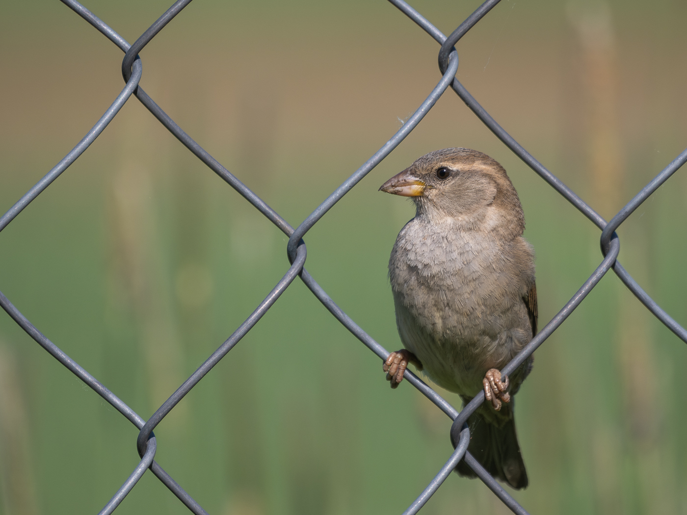 Nazwa:  P5210377-Poprawione-Szum_20230521_1.jpg
Wyświetleń: 127
Rozmiar:  749,7 KB