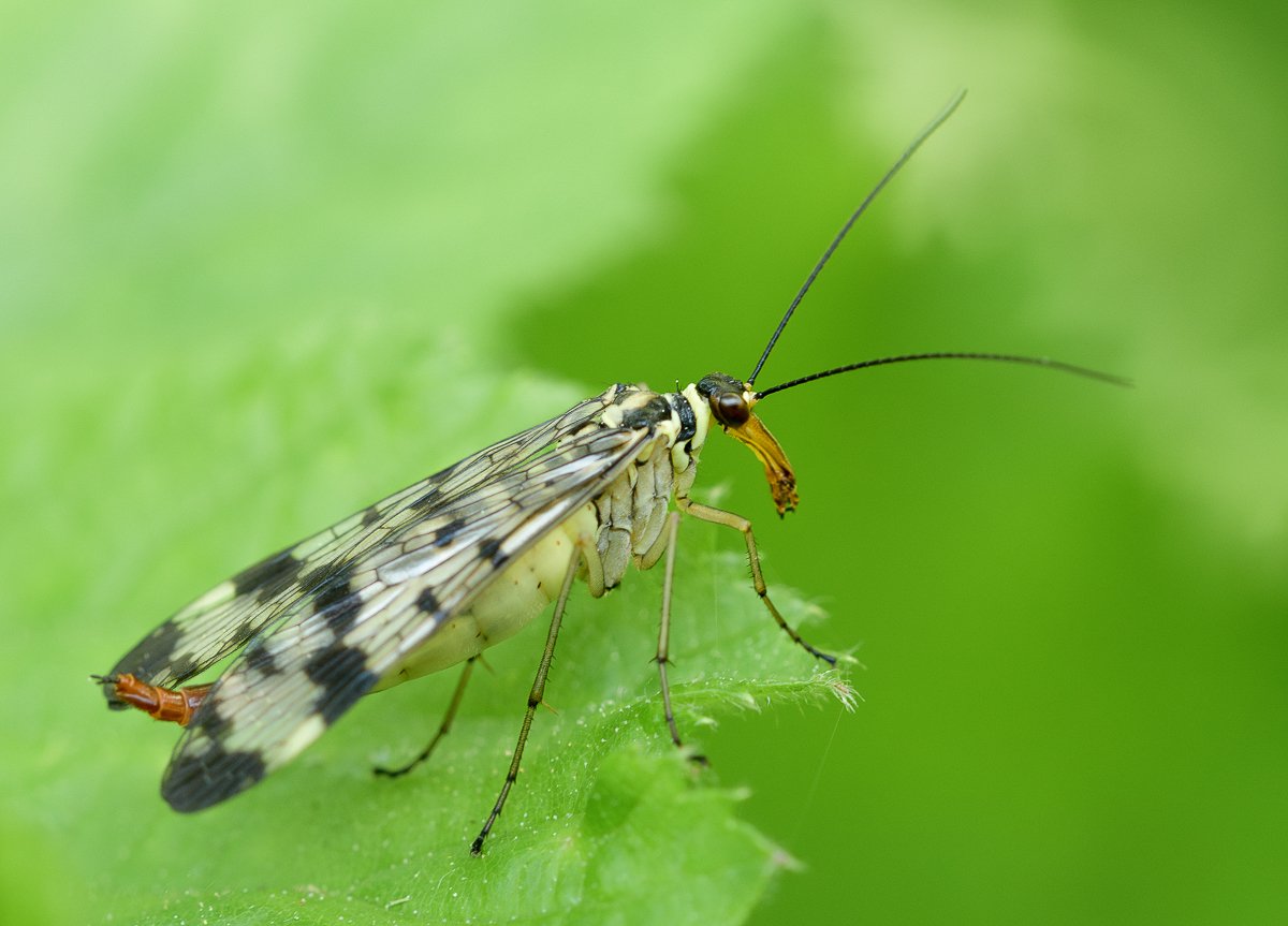 Nazwa:  _DSC5710-Poprawione-Szum.jpg
Wyświetleń: 208
Rozmiar:  609,0 KB
