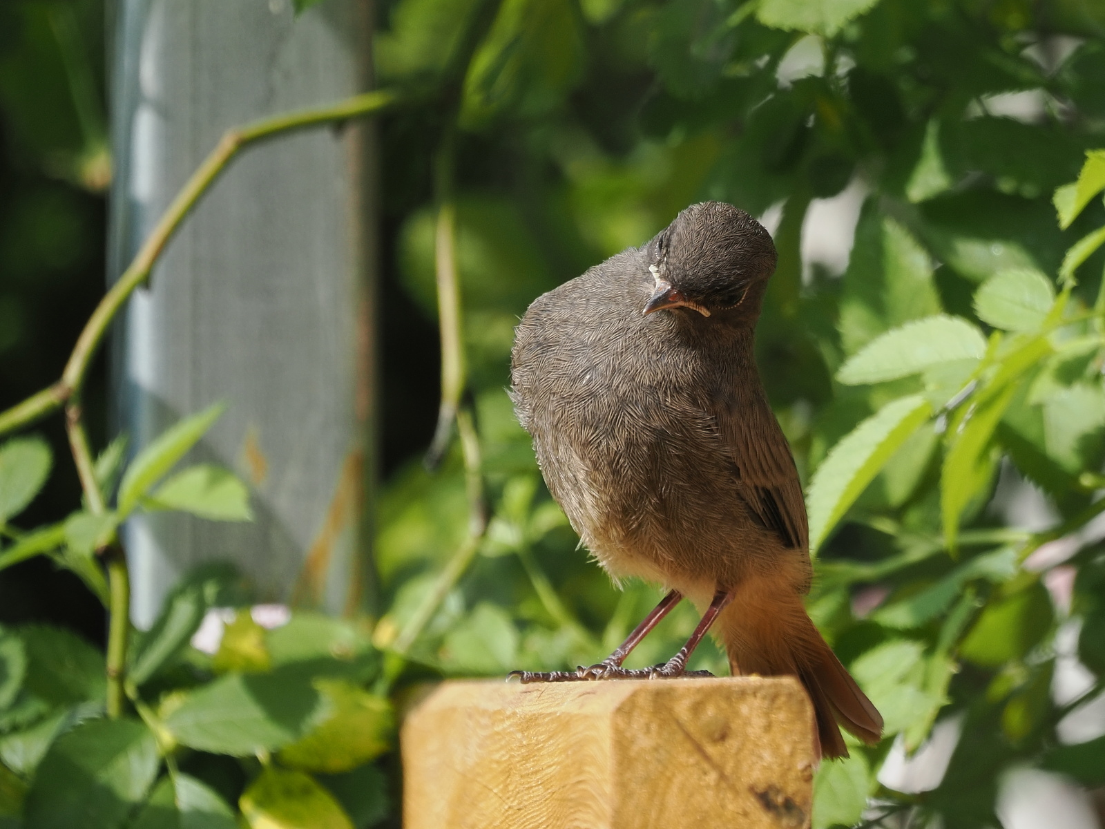 Nazwa:  P6040365_1 (2).jpg
Wyświetleń: 215
Rozmiar:  701,1 KB