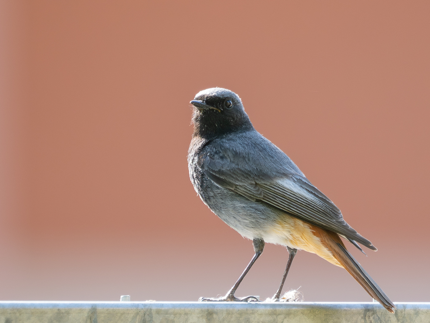 Nazwa:  P6040335-Poprawione-Szum_20230604_2.jpg
Wyświetleń: 211
Rozmiar:  864,3 KB