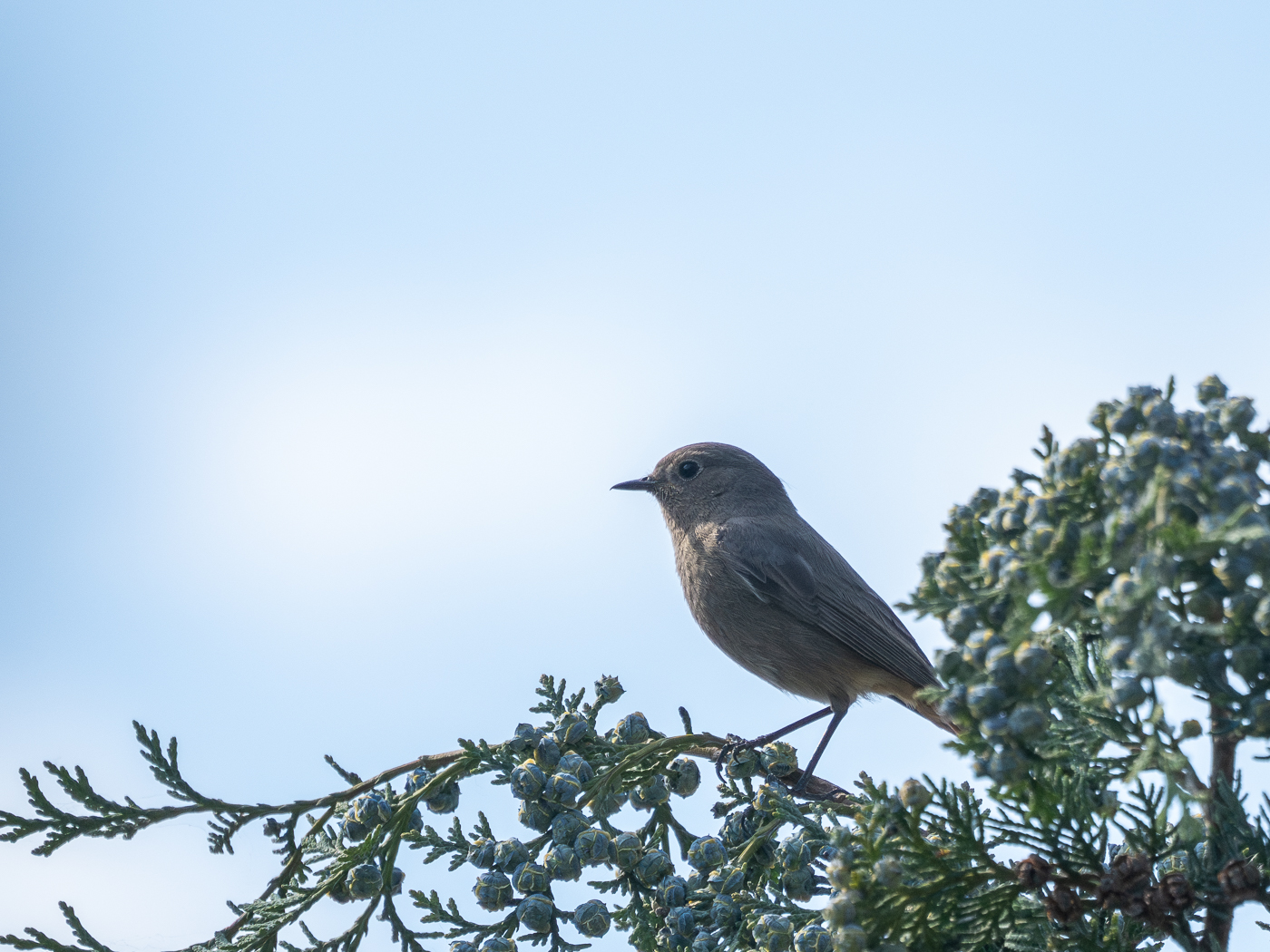 Nazwa:  P6040142-Poprawione-Szum_20230604_1.jpg
Wyświetleń: 203
Rozmiar:  866,4 KB