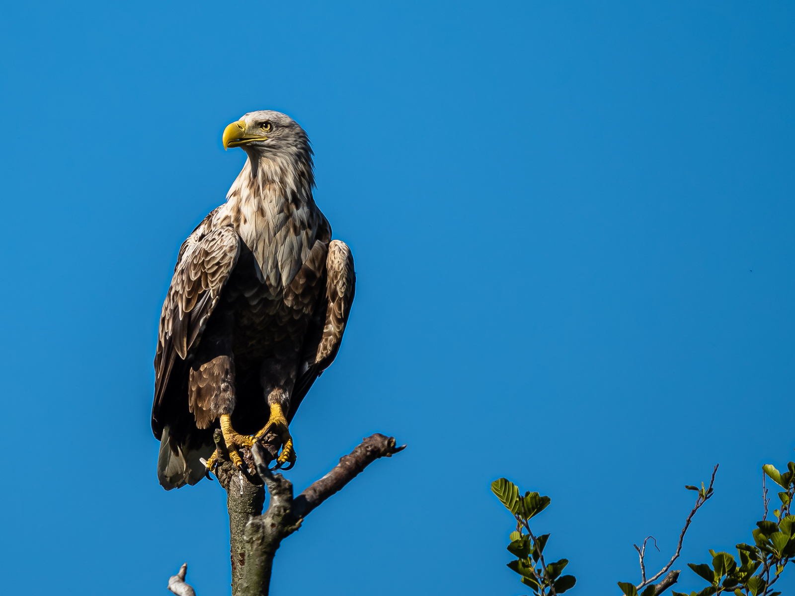 Nazwa:  _6053586-Poprawione-Szum.jpg
Wyświetleń: 418
Rozmiar:  840,2 KB