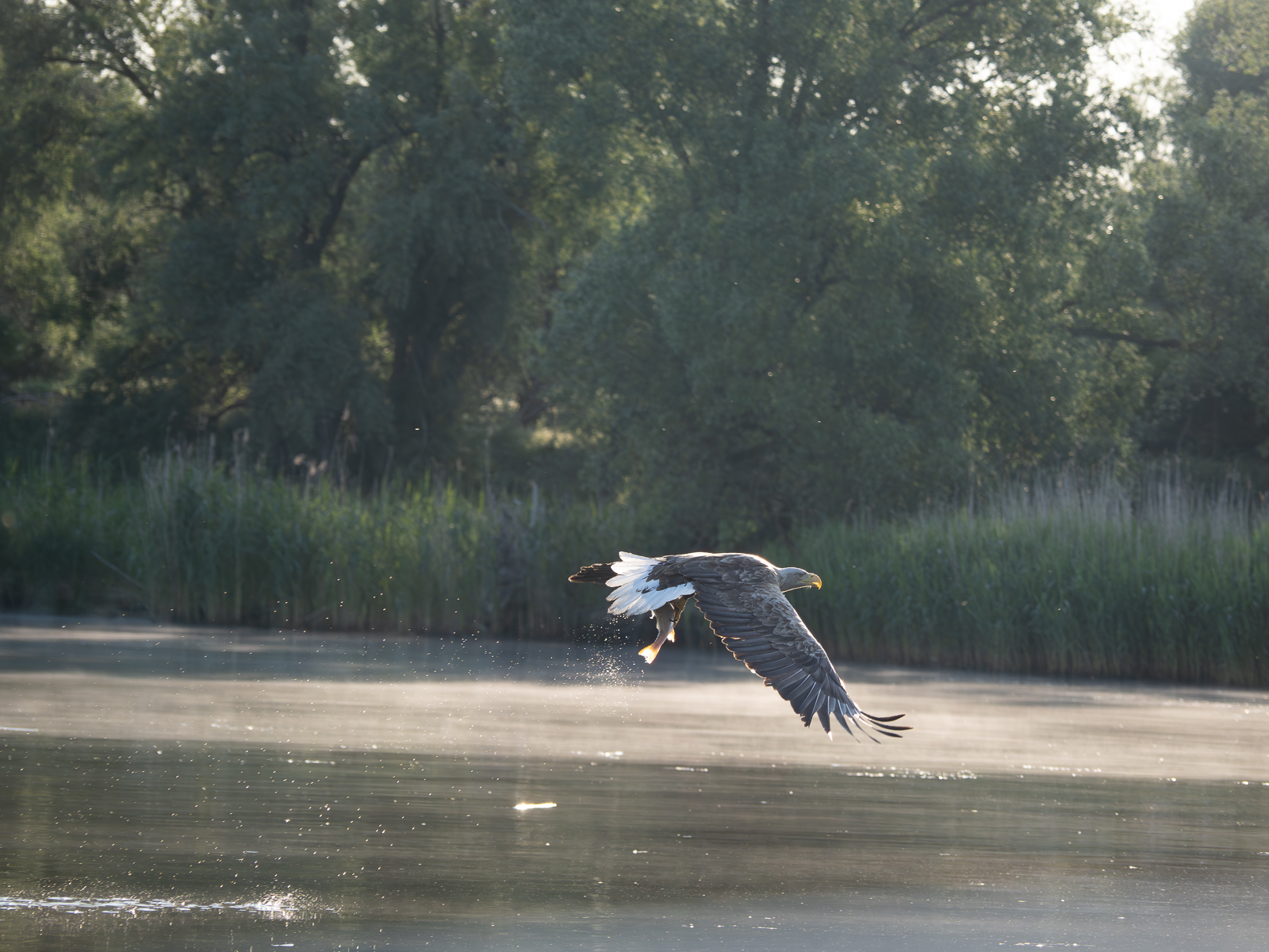 Nazwa:  _6040728-Poprawione-Szum.jpg
Wyświetleń: 412
Rozmiar:  1,08 MB