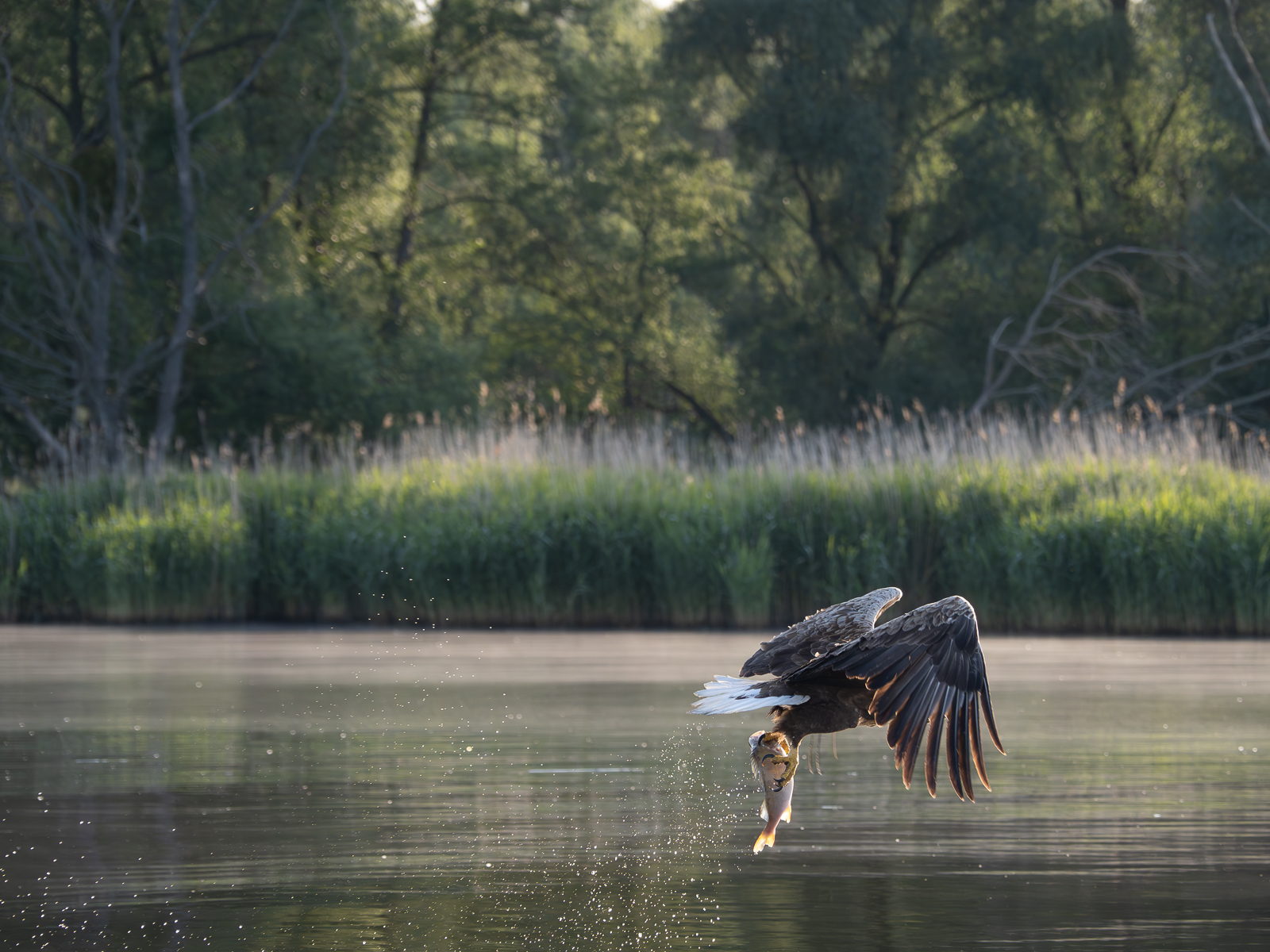 Nazwa:  _6040719-Poprawione-Szum.jpg
Wyświetleń: 402
Rozmiar:  1,08 MB