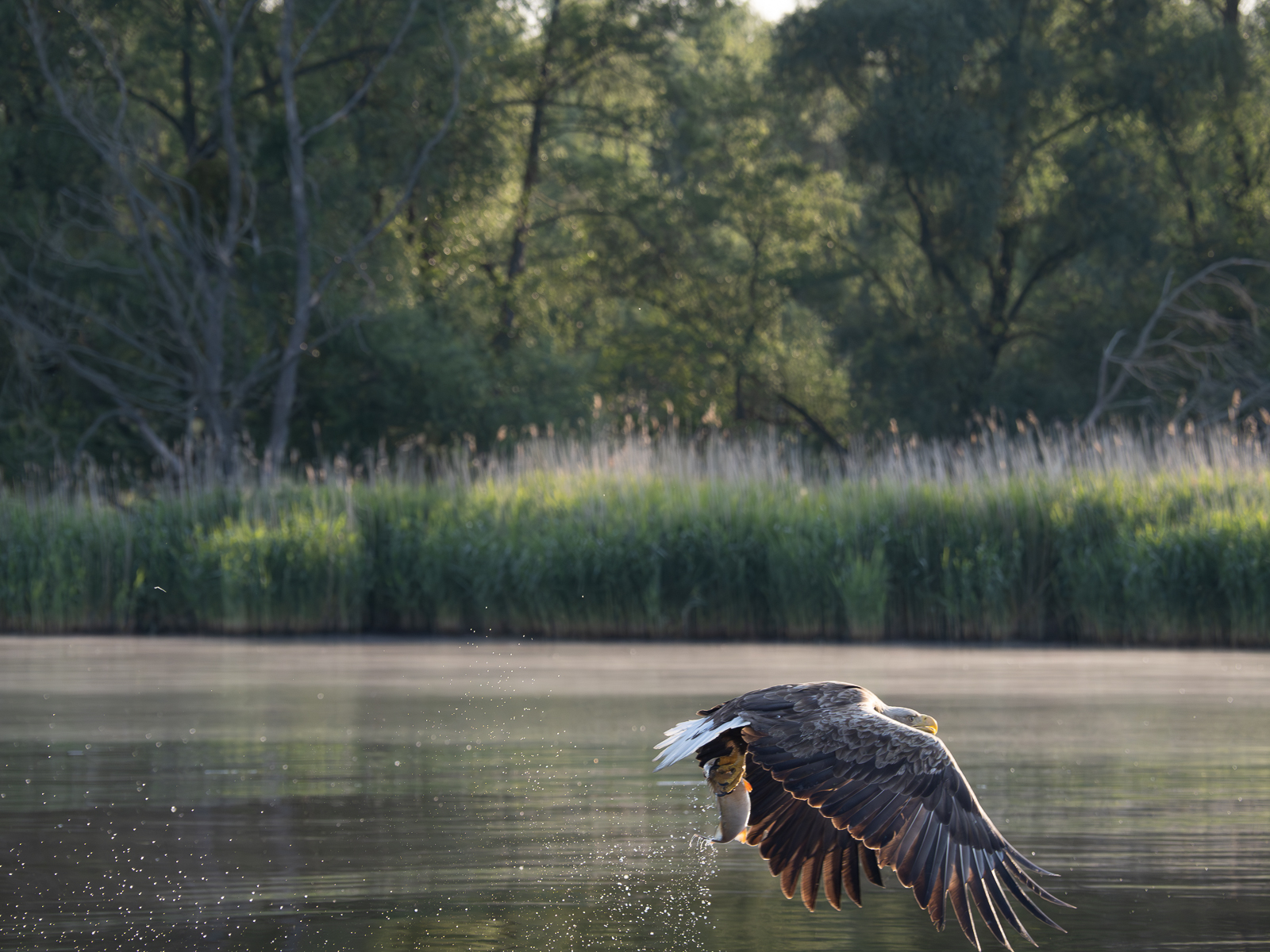 Nazwa:  _6040718-Poprawione-Szum.jpg
Wyświetleń: 401
Rozmiar:  1,08 MB