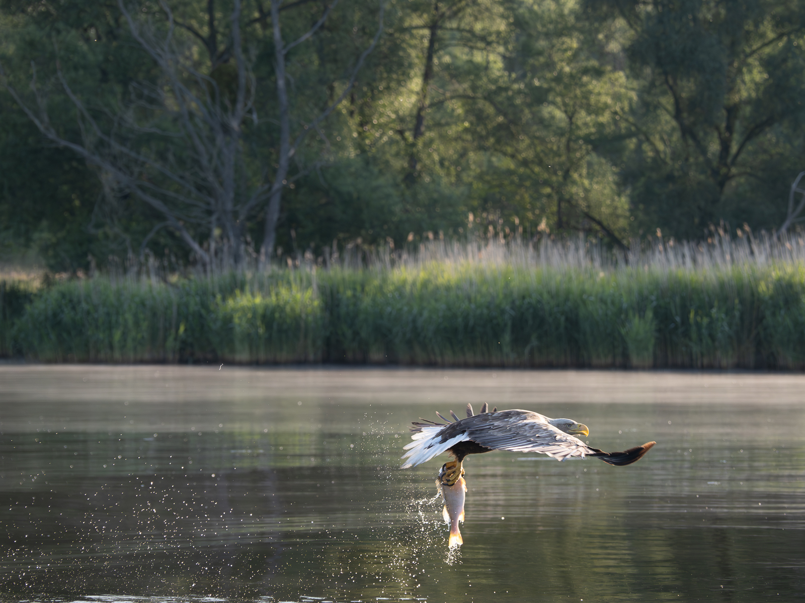 Nazwa:  _6040717-Poprawione-Szum.jpg
Wyświetleń: 406
Rozmiar:  1,10 MB