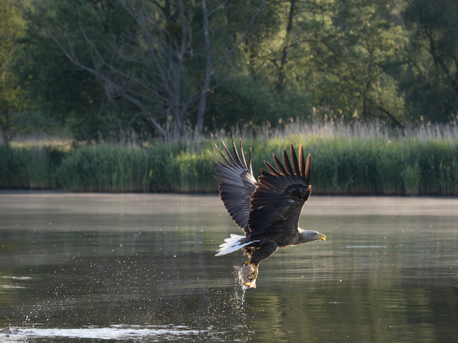 Nazwa:  _6040716-Poprawione-Szum.jpg
Wyświetleń: 385
Rozmiar:  1,21 MB