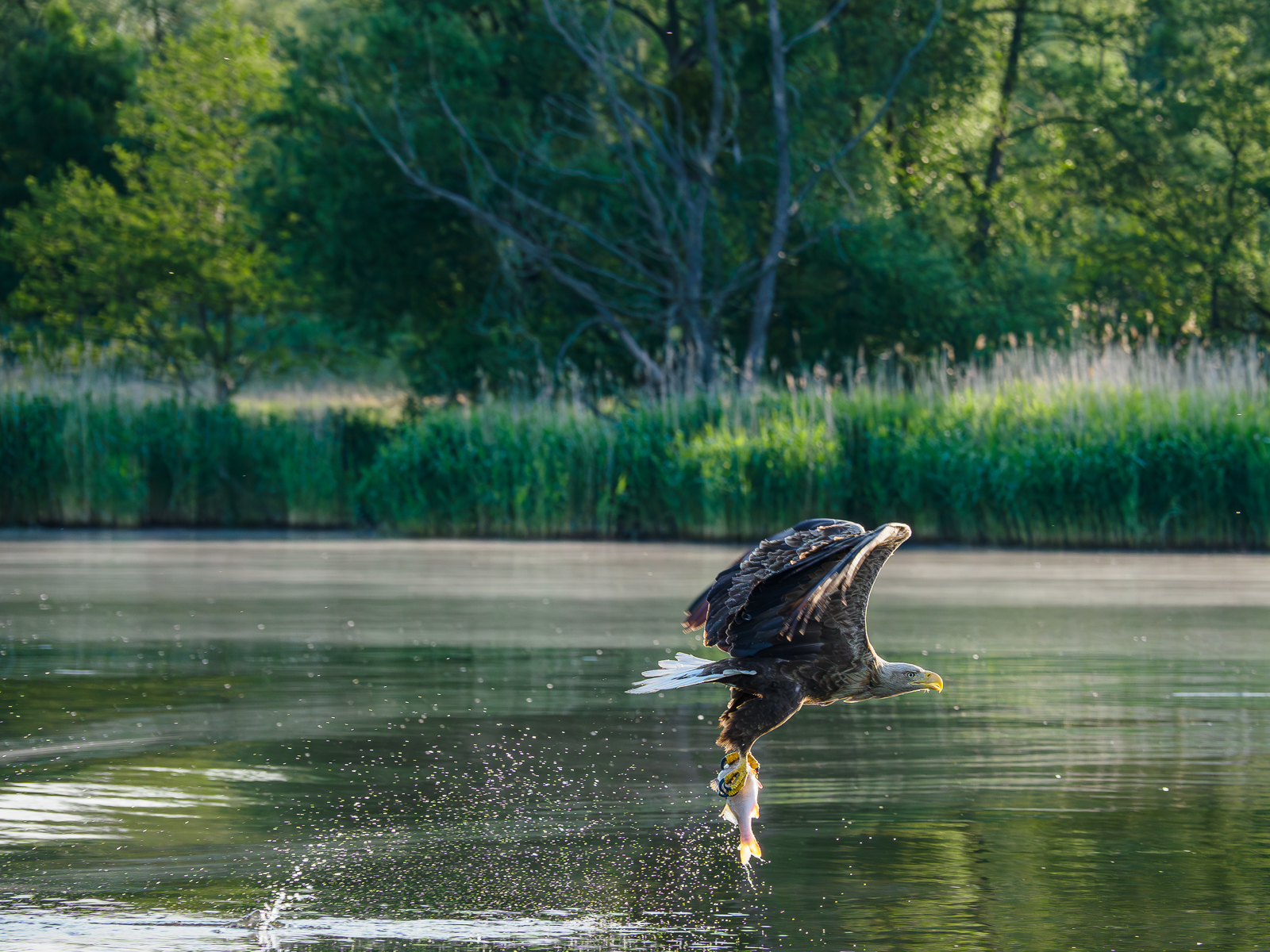 Nazwa:  _6040715-Poprawione-Szum.jpg
Wyświetleń: 389
Rozmiar:  1,50 MB