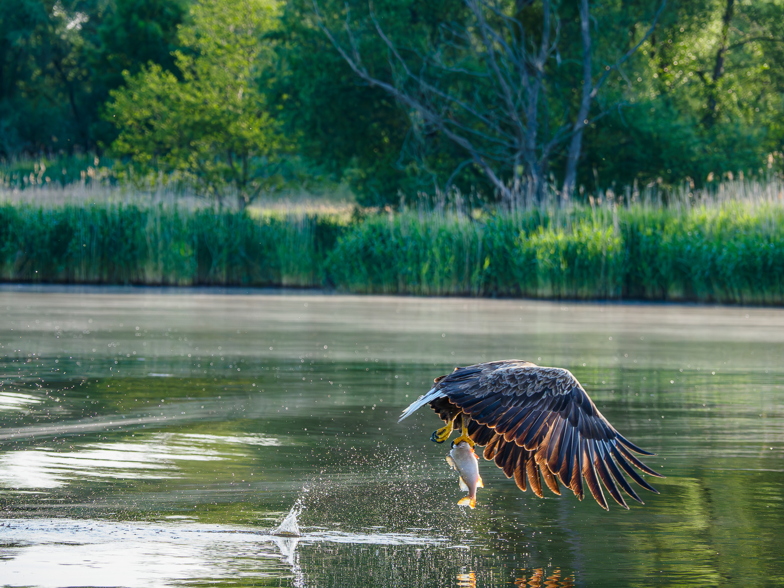 Nazwa:  _6040714-Poprawione-Szum.jpg
Wyświetleń: 392
Rozmiar:  1,80 MB