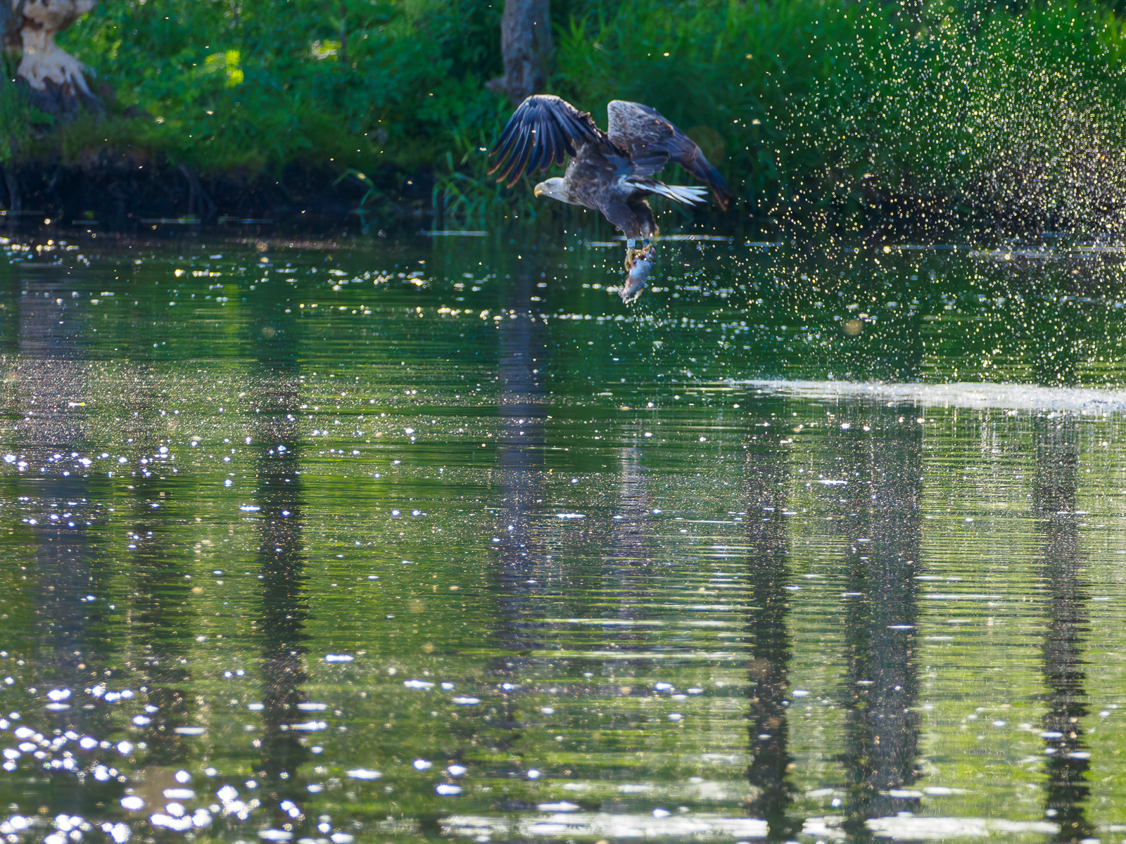 Nazwa:  Bieliki_ 14.jpg
Wyświetleń: 362
Rozmiar:  2,34 MB