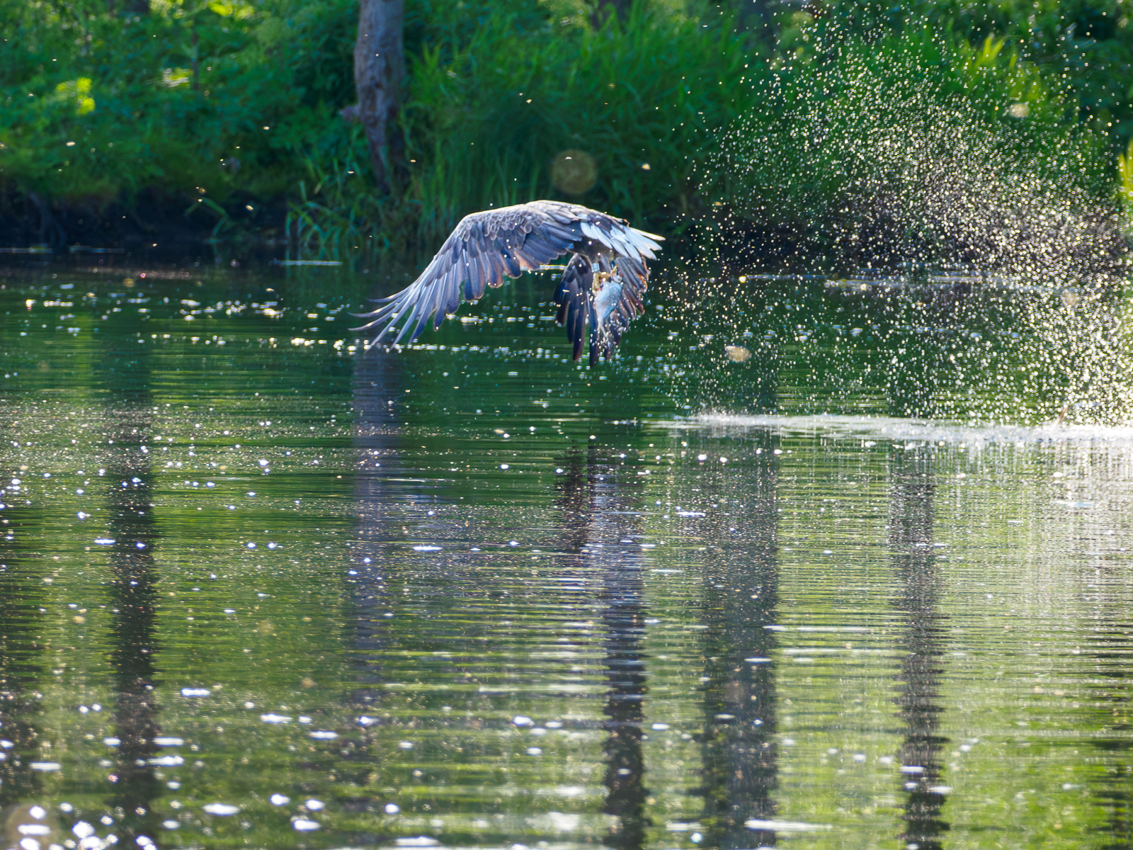 Nazwa:  Bieliki_ 13.jpg
Wyświetleń: 362
Rozmiar:  2,21 MB