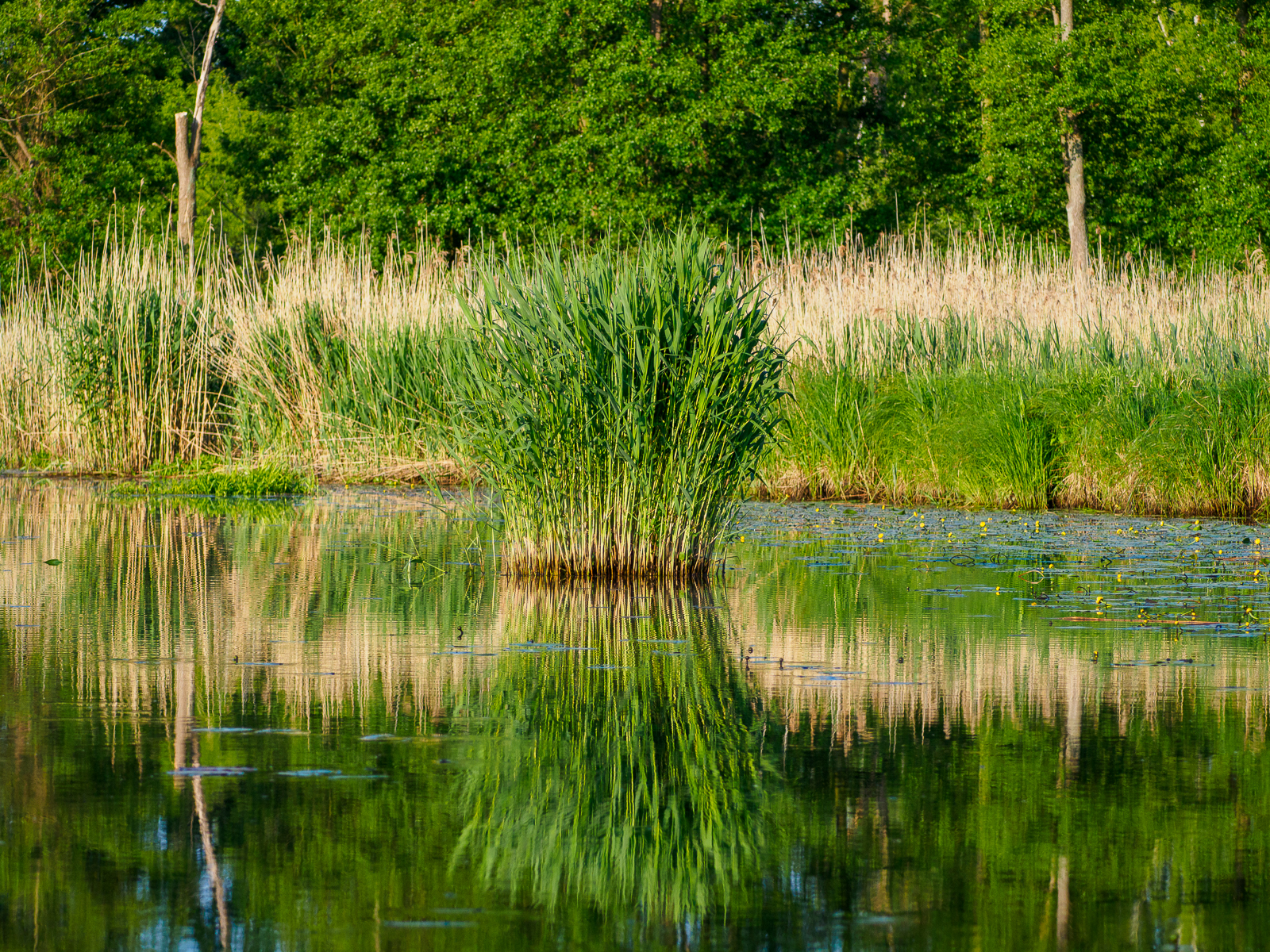 Nazwa:  Bieliki_ 11.jpg
Wyświetleń: 380
Rozmiar:  2,92 MB